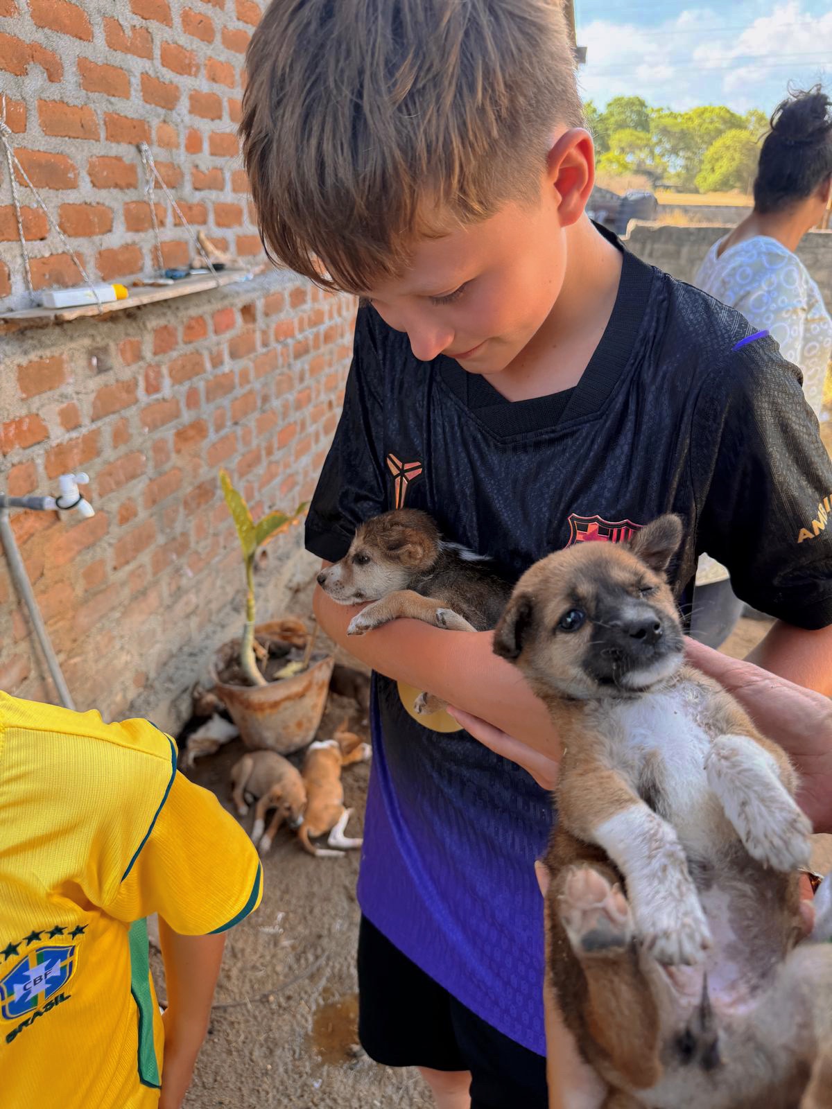 Een veilige plek voor zwerfdieren in Sri Lanka campaign photo, 4 of 7