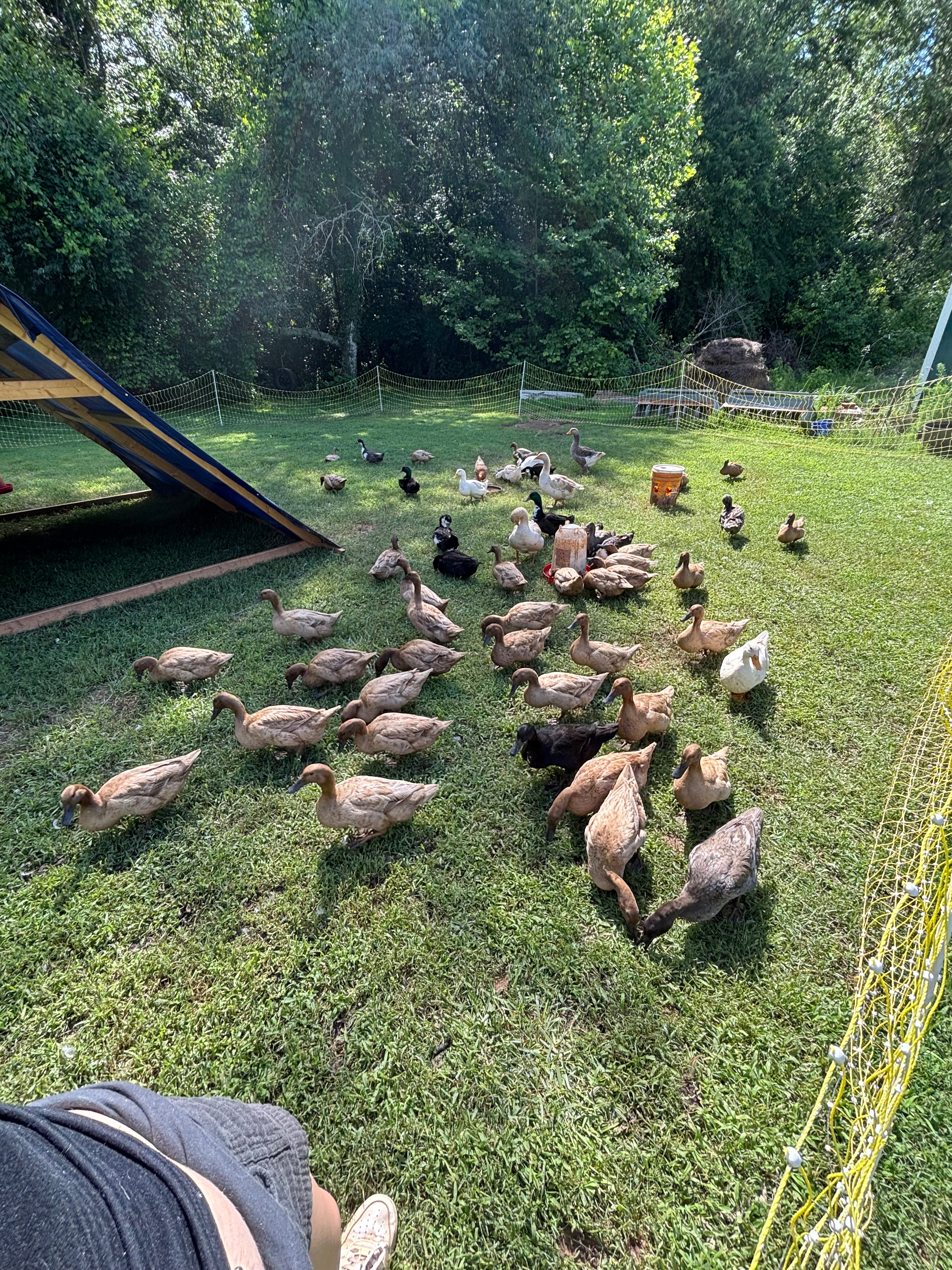 Help Love of the Land Farms recover campaign photo, 6 of 8