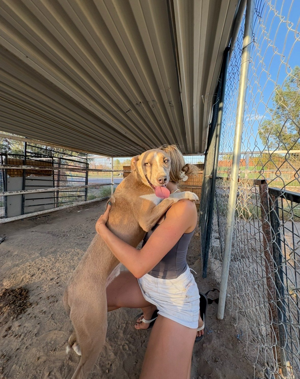 Help Save Rescue Dogs & Find Them Loving Homes campaign photo, 2 of 8
