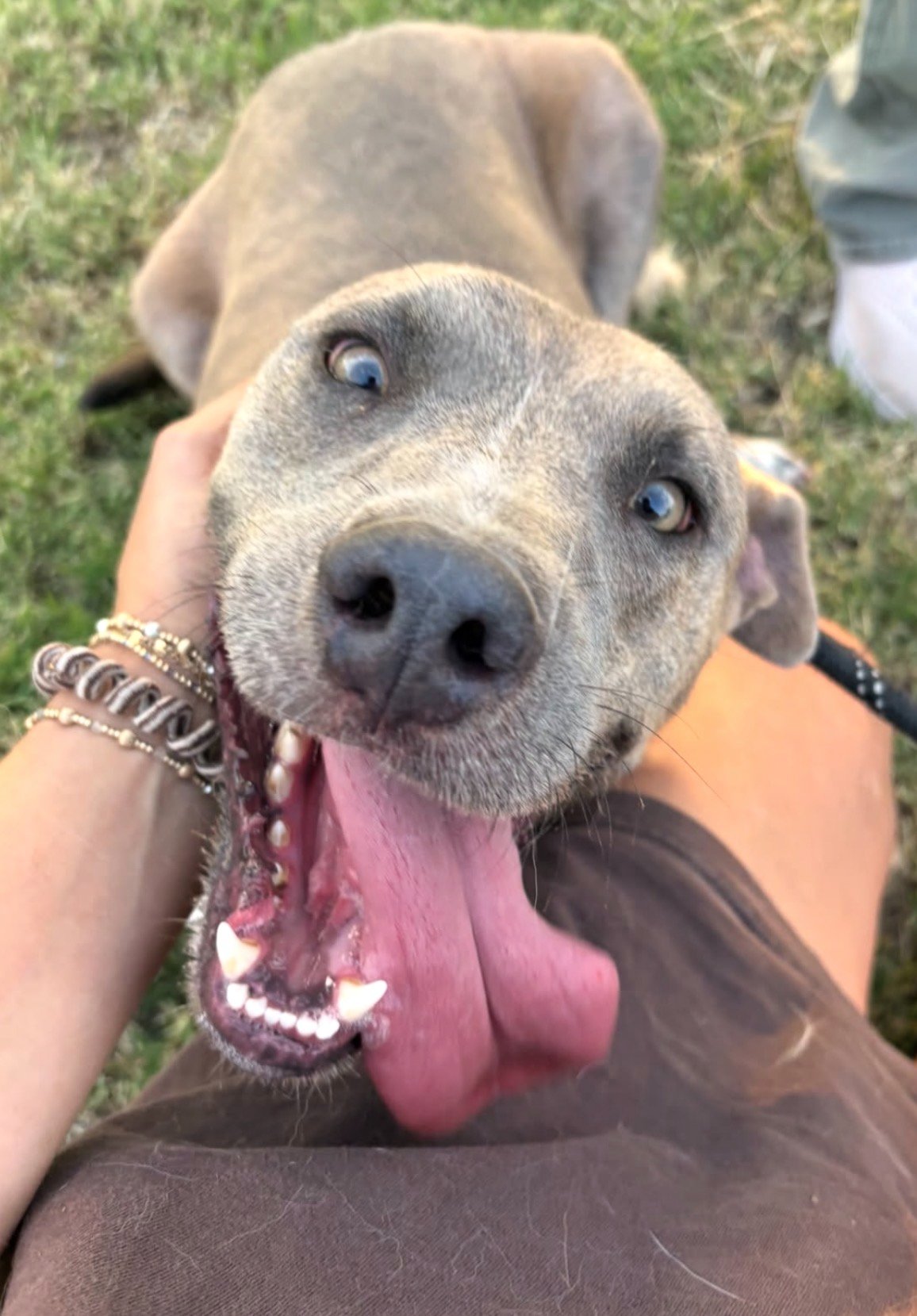 Help Save Rescue Dogs & Find Them Loving Homes campaign photo, 4 of 8