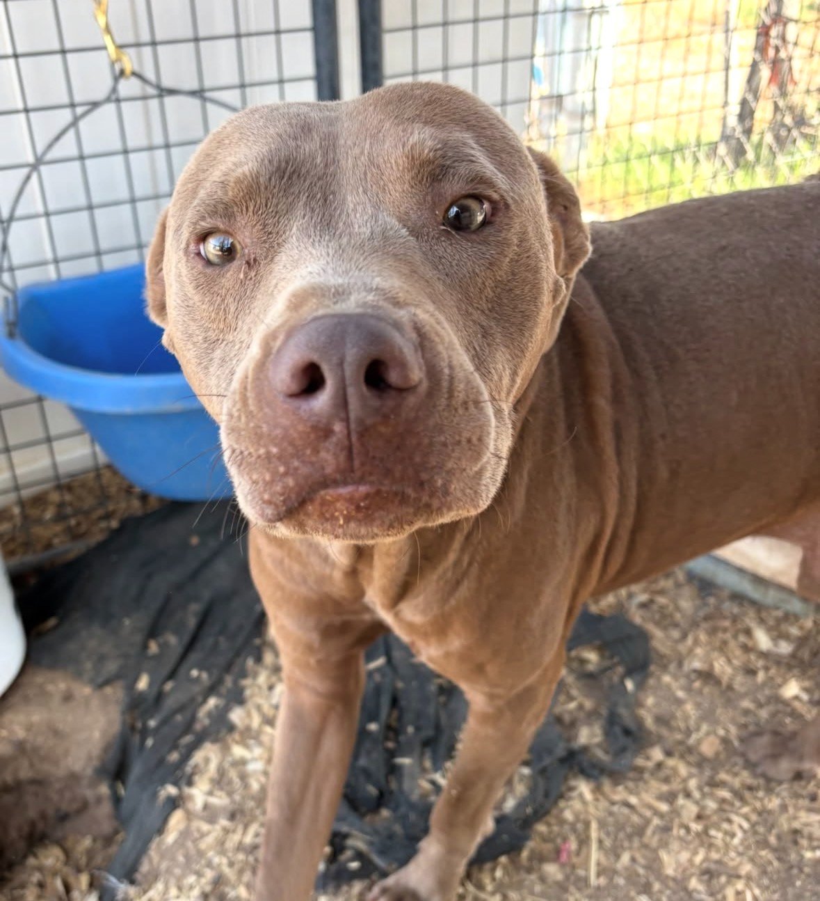 Help Save Rescue Dogs & Find Them Loving Homes campaign photo, 6 of 8