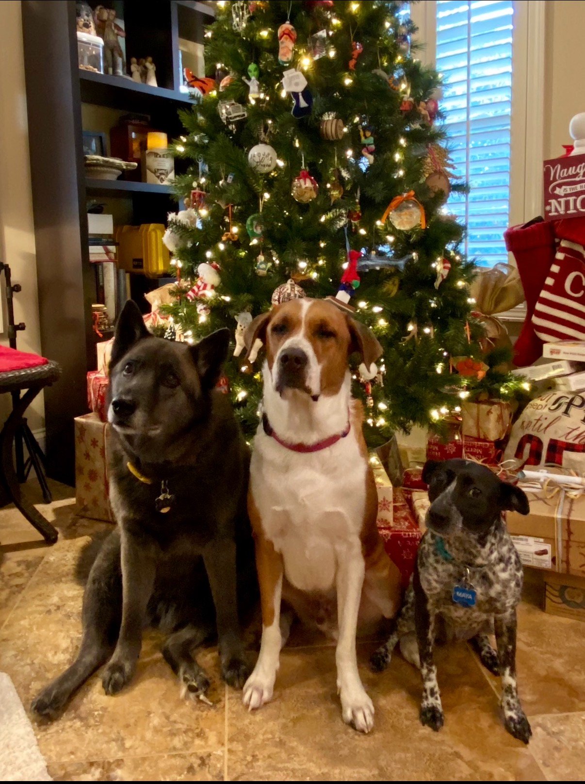 Help Us Turn This Stray Into a Spoiled Farm Dog campaign photo, 7 of 8
