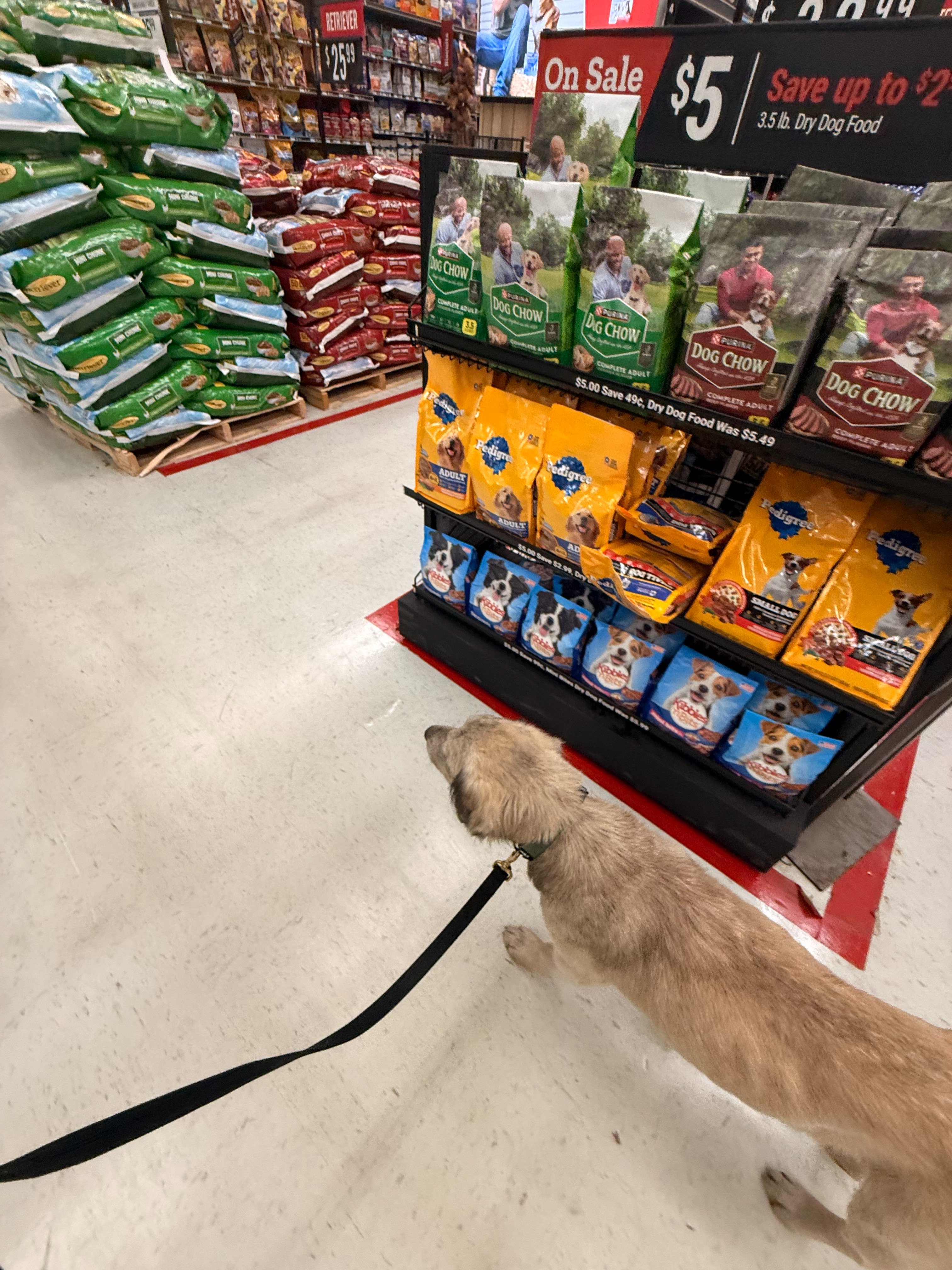 Help Us Turn This Stray Into a Spoiled Farm Dog campaign photo, 2 of 8