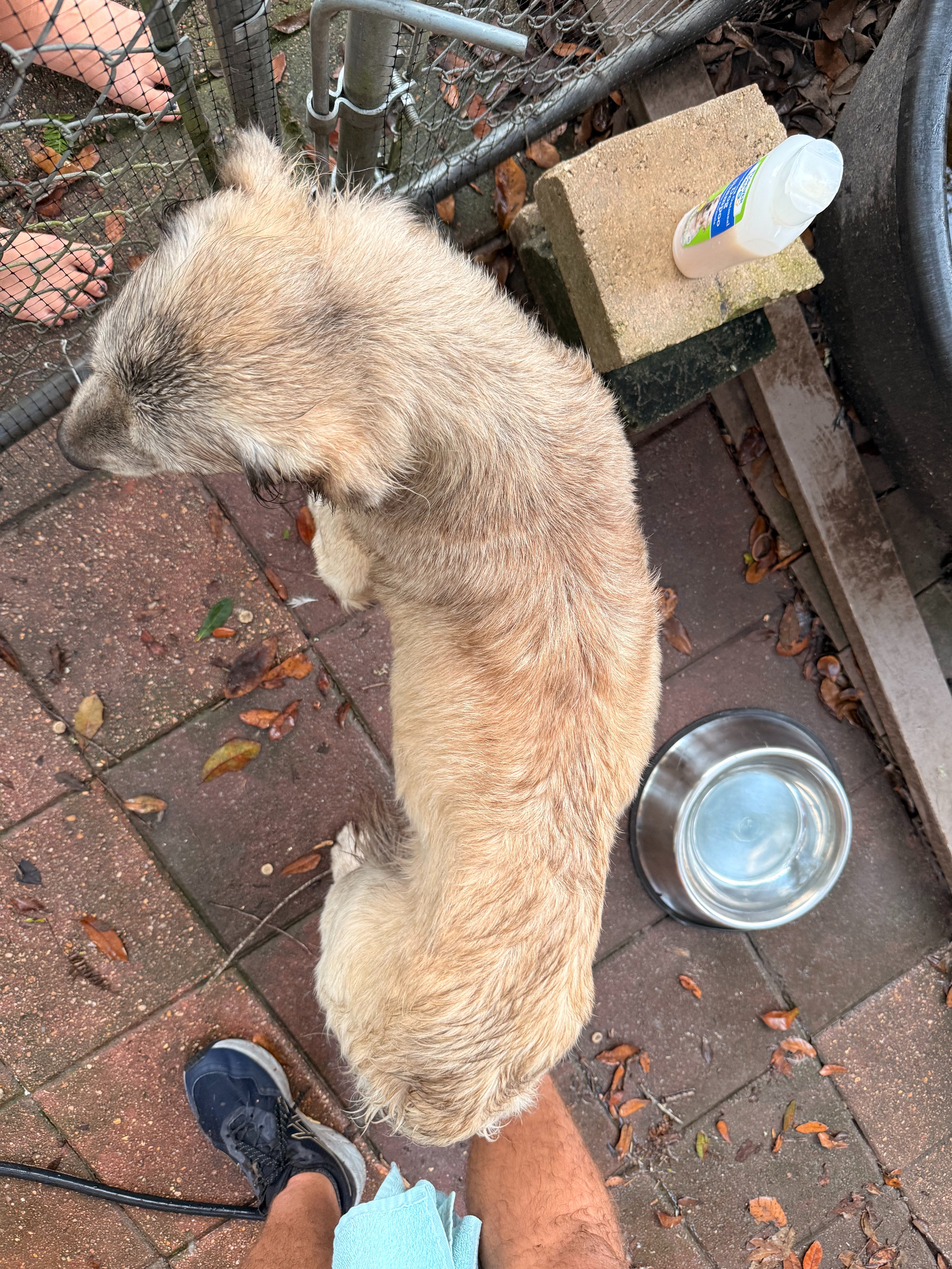Help Us Turn This Stray Into a Spoiled Farm Dog campaign photo, 5 of 8