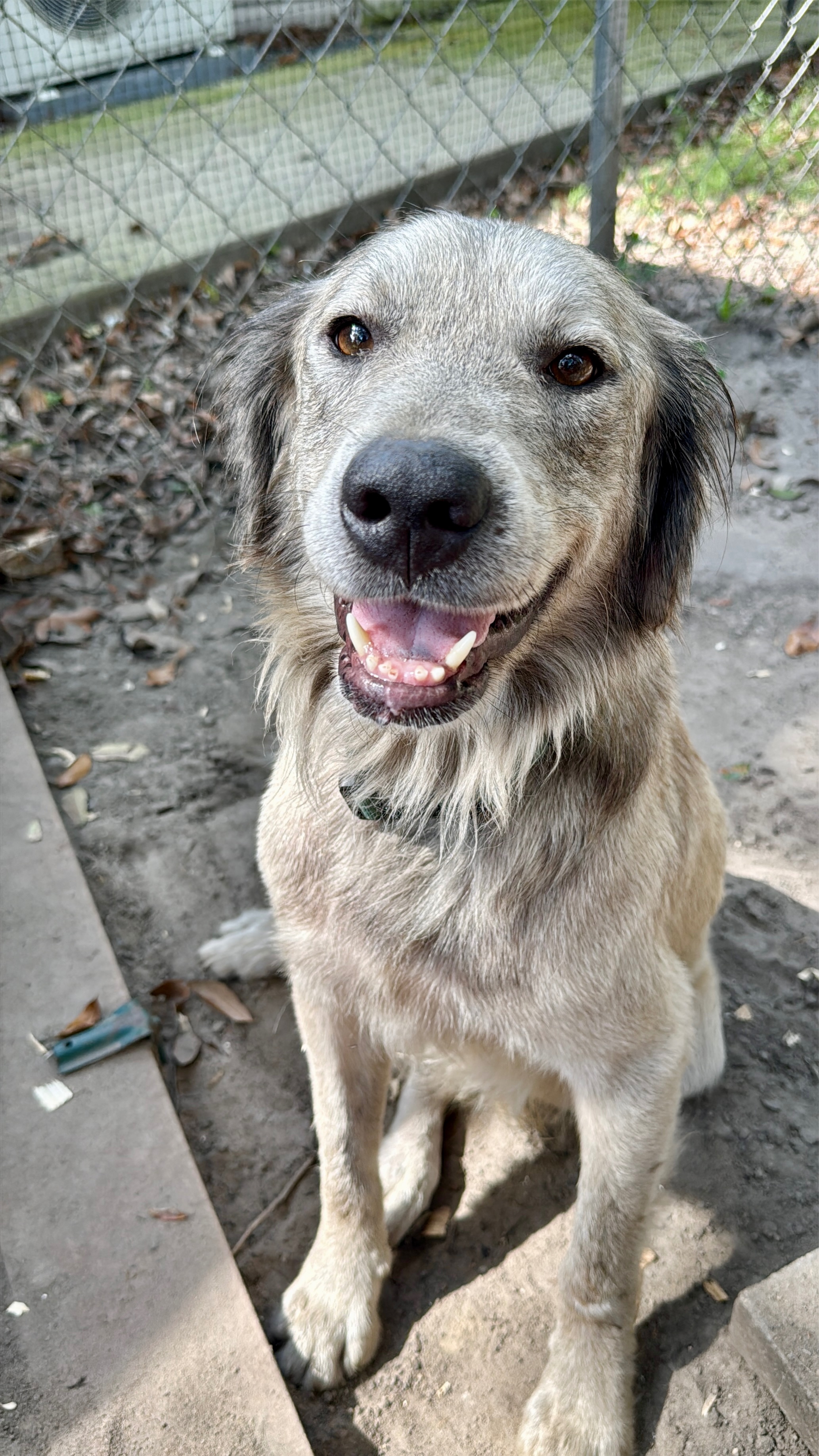 Help Us Turn This Stray Into a Spoiled Farm Dog campaign photo, 6 of 8