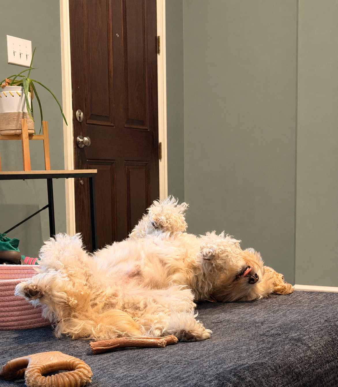My Butt Is Trying to Bankrupt My Family by Waffles the Dog campaign photo, 5 of 8