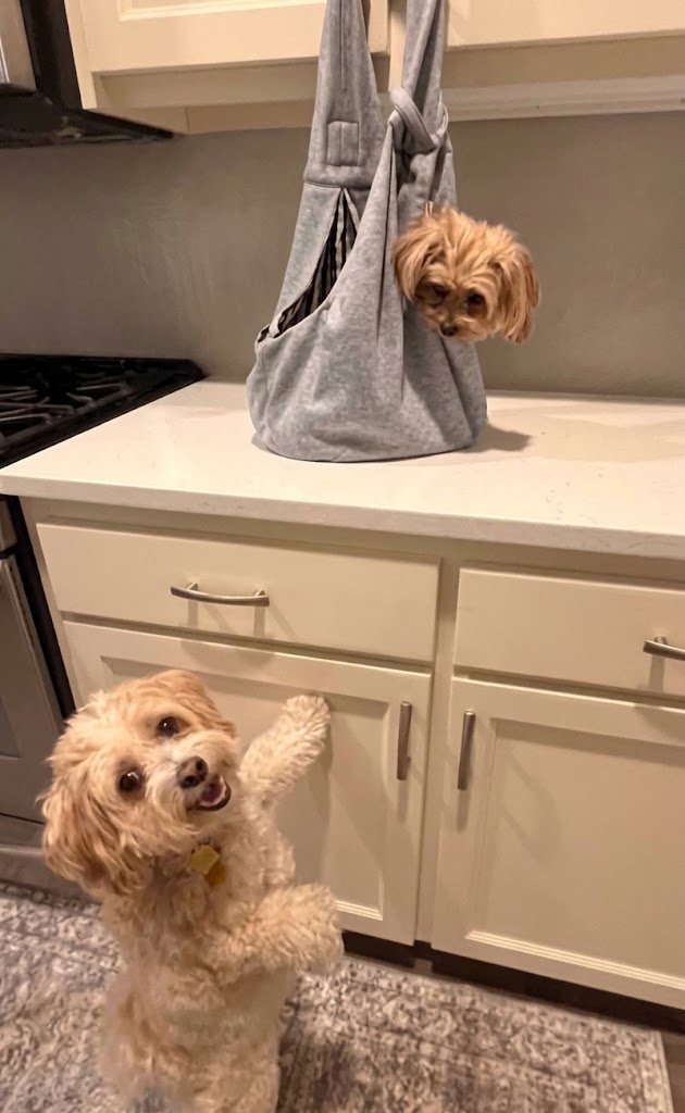 My Butt Is Trying to Bankrupt My Family by Waffles the Dog campaign photo, 6 of 8