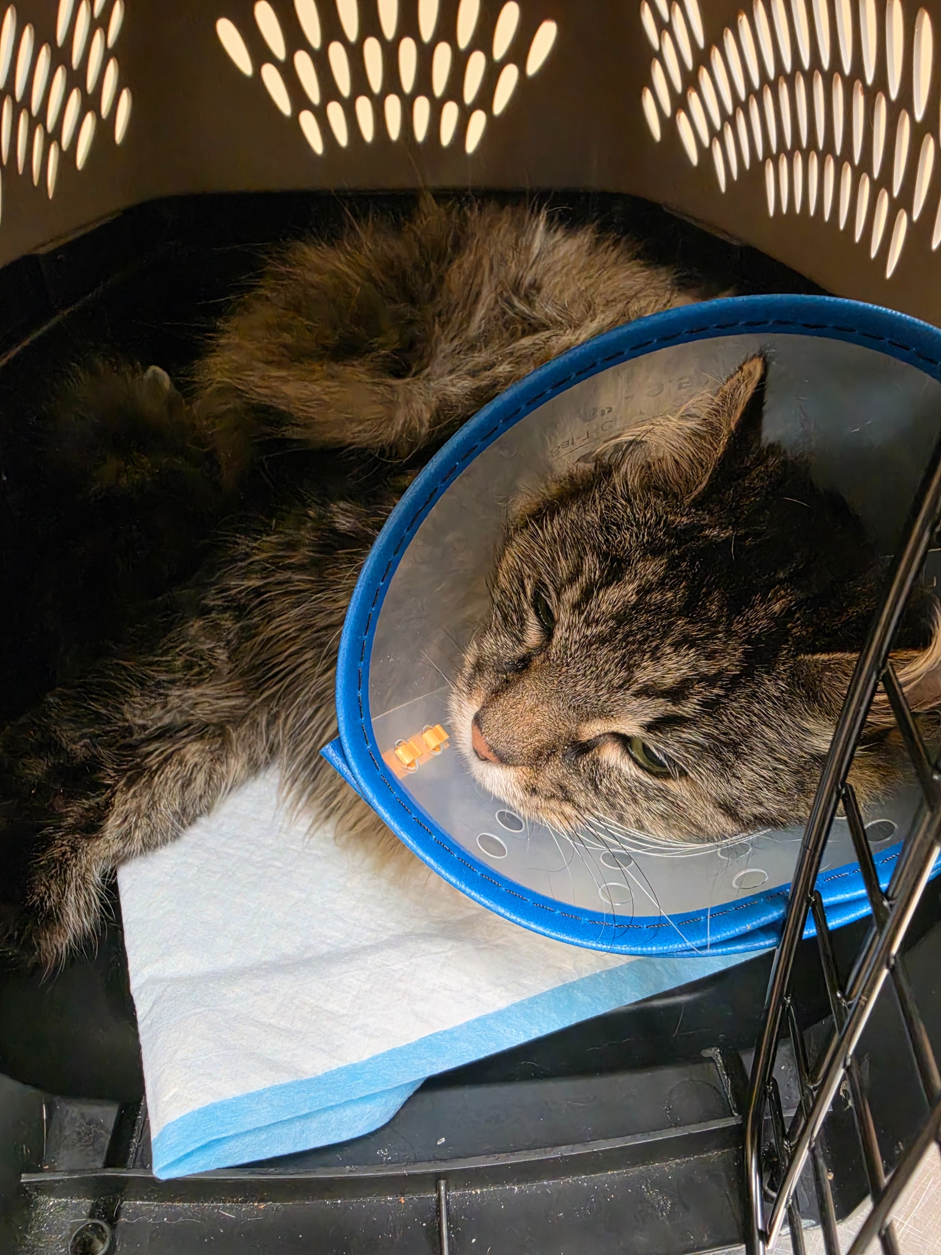 Athena’s Care and Recovery campaign photo, 2 of 8