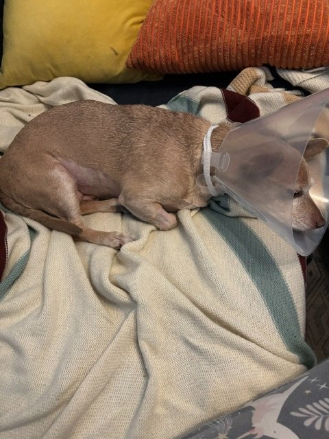 Support for Copper's Surgery campaign photo, 4 of 6