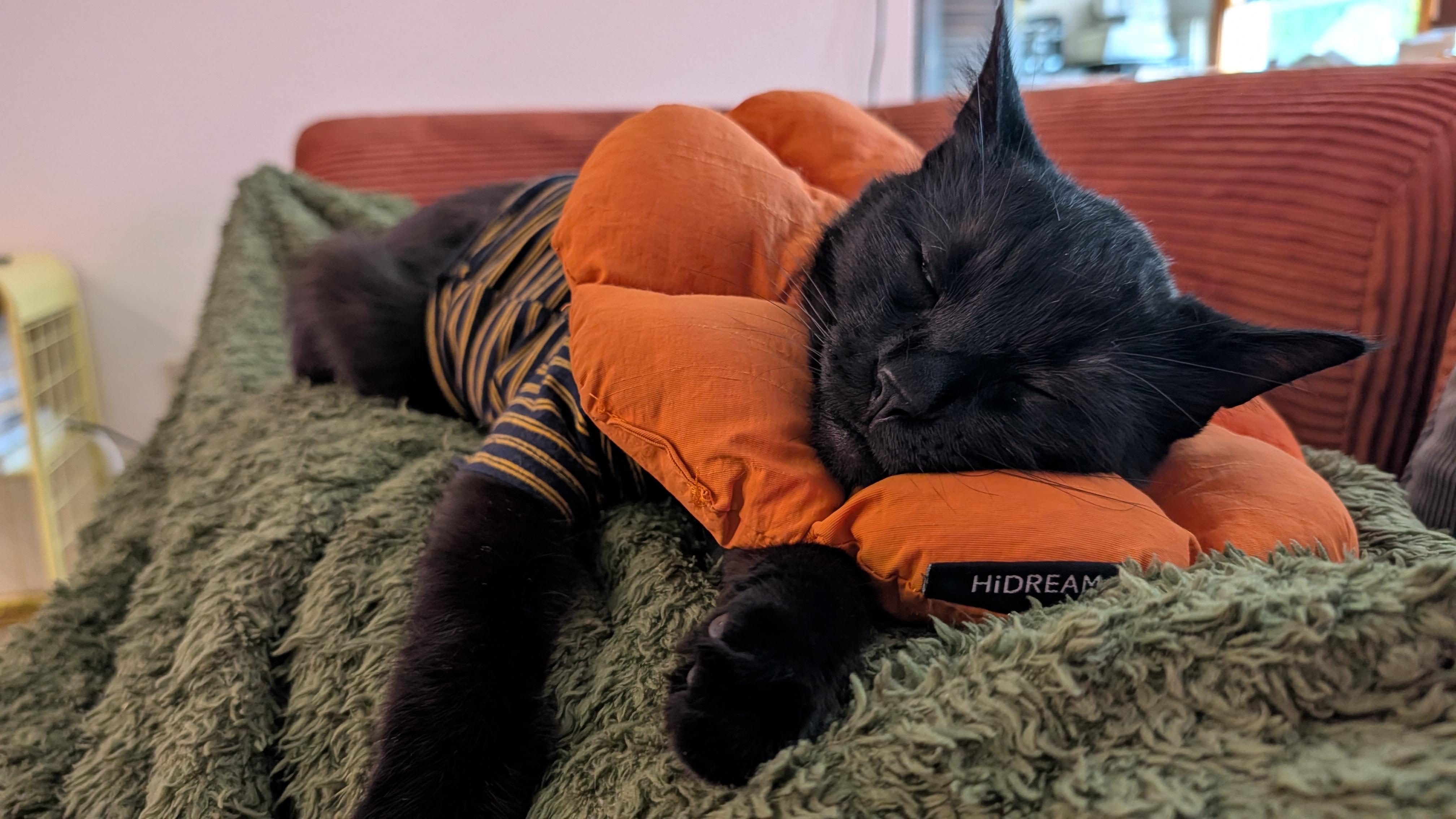Care for Gooby’s Longer Vet Stay campaign photo, 2 of 7