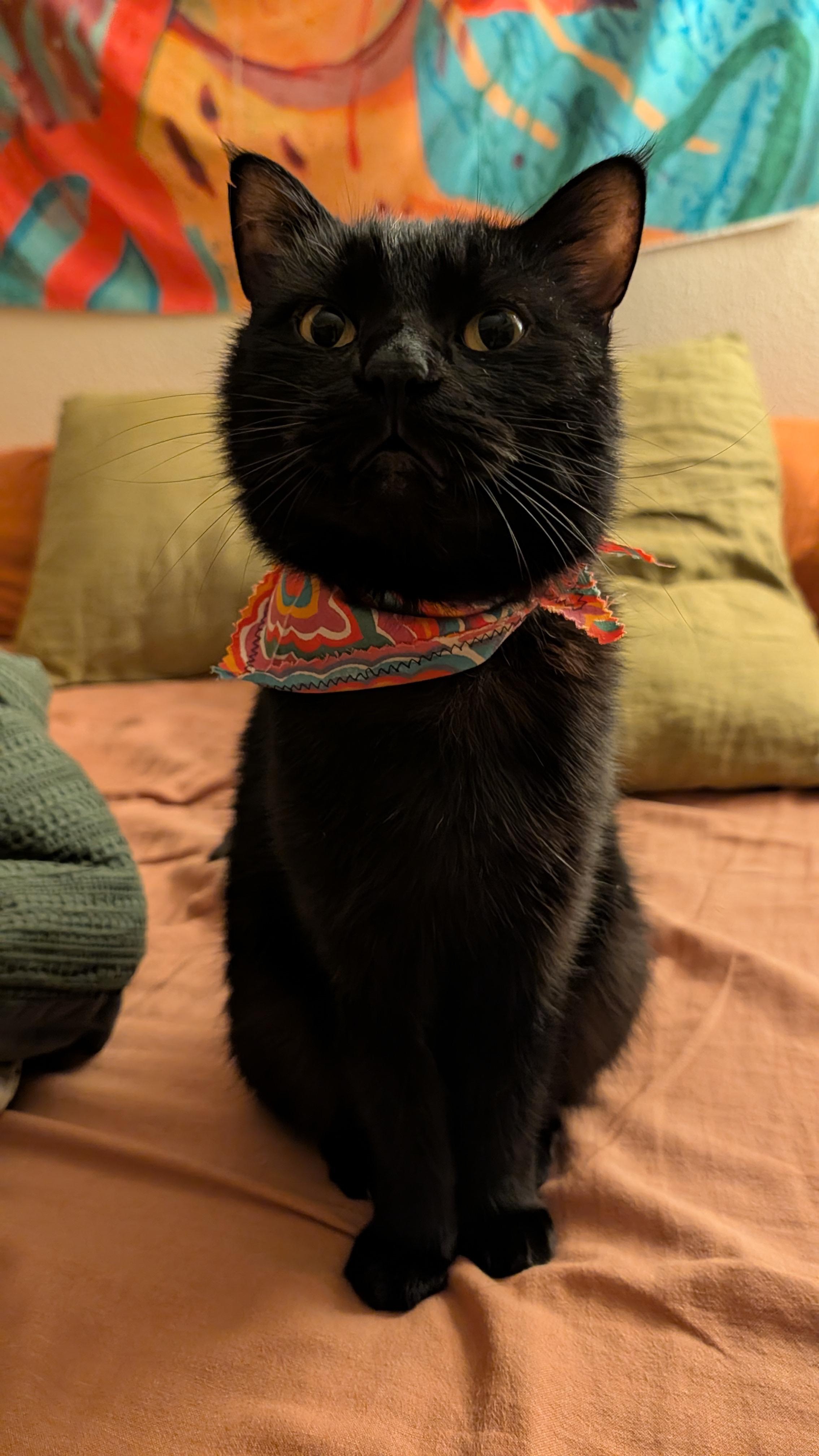 Care for Gooby’s Longer Vet Stay campaign photo, 6 of 7