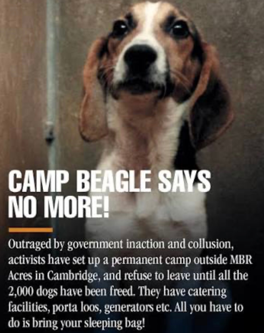 Camp Beagle campaign photo, 5 of 6
