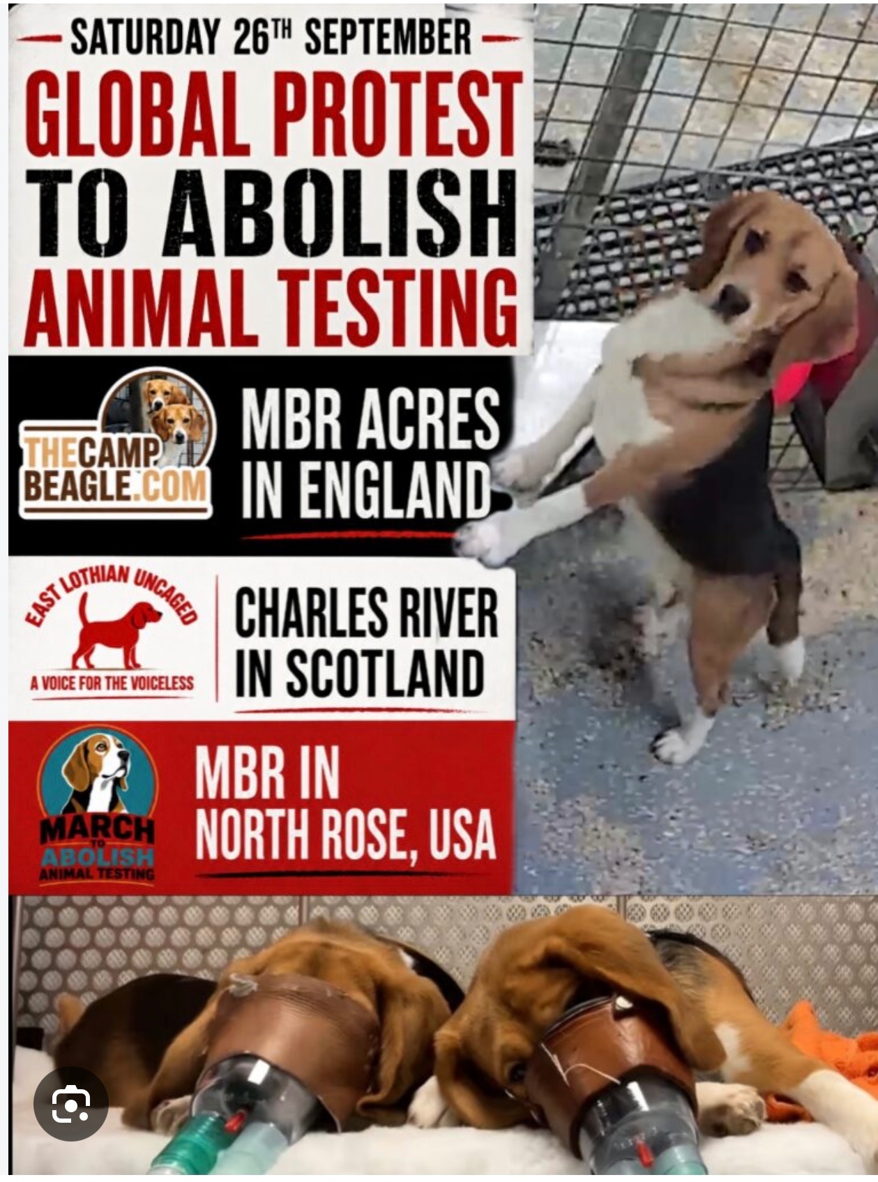 Camp Beagle campaign photo, 2 of 6
