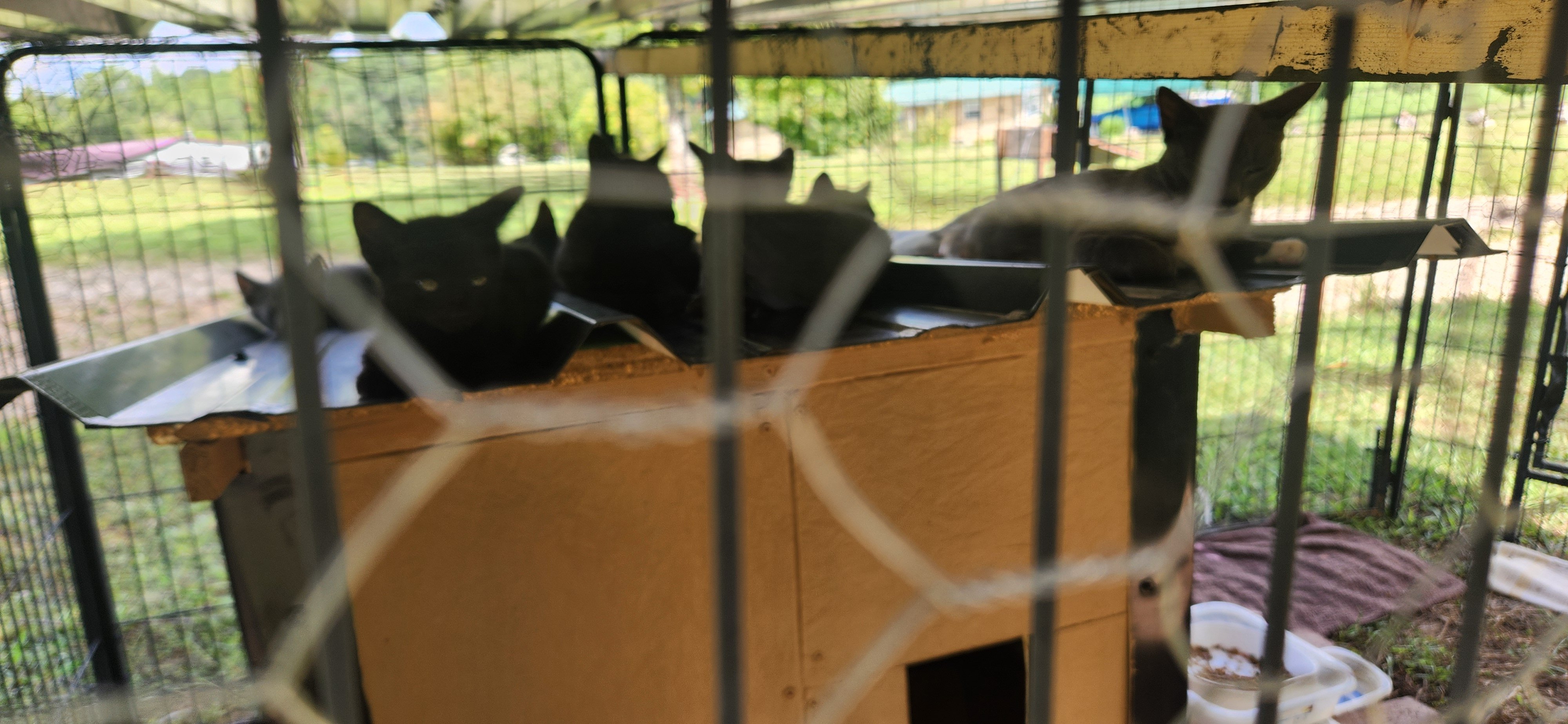 Help me give Sky & 8 other cats a safer future. campaign photo, 6 of 7