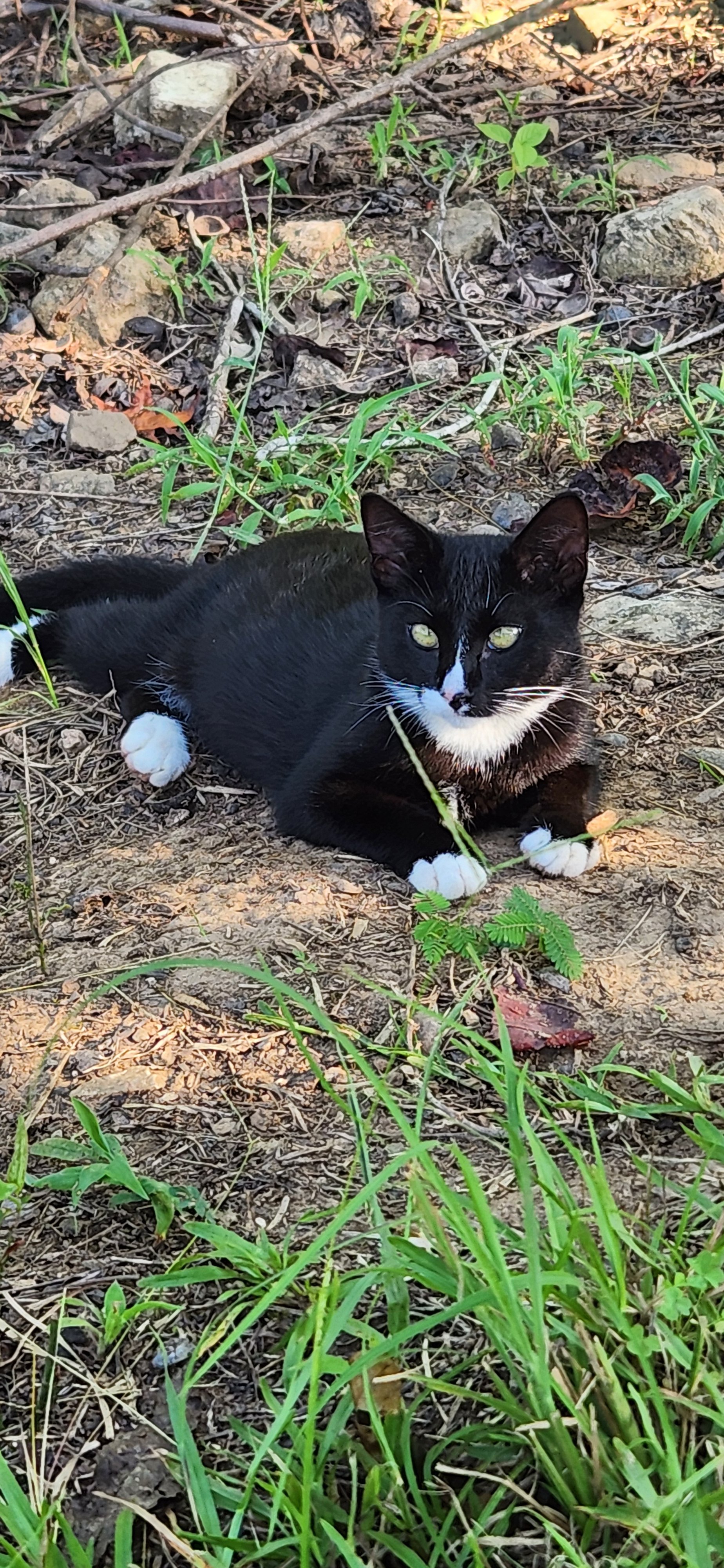 Help me give Sky & 8 other cats a safer future. campaign photo, 4 of 7