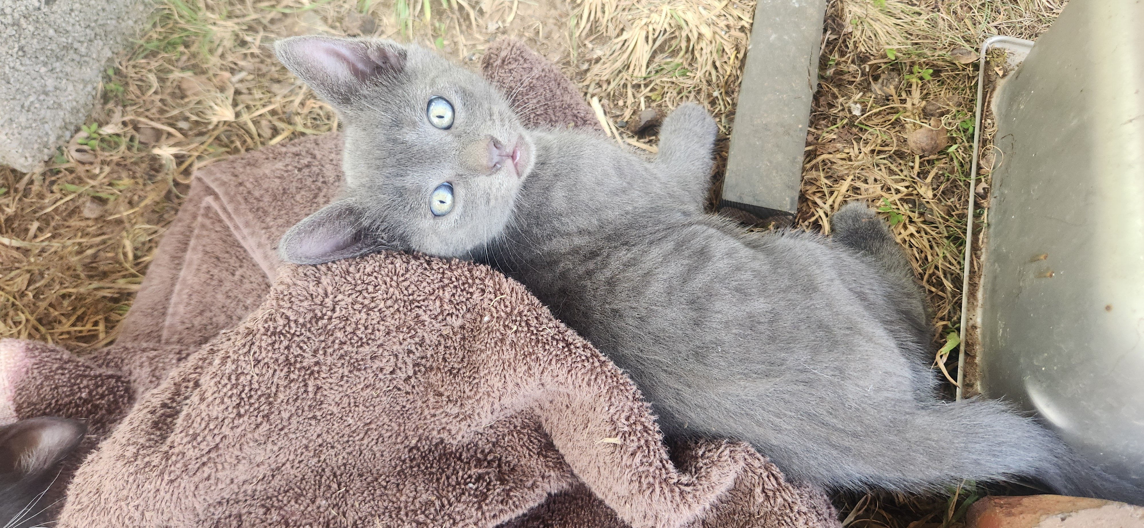 Help me give Sky & 8 other cats a safer future. campaign photo, 5 of 7