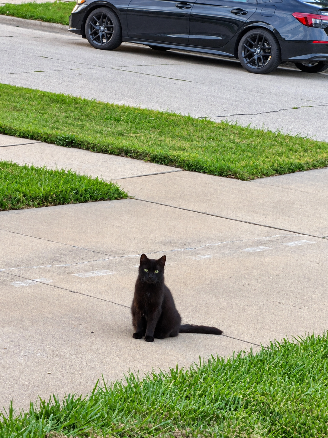 Help Our Outdoor Cats Survive a Michigan Winter campaign photo, 7 of 8