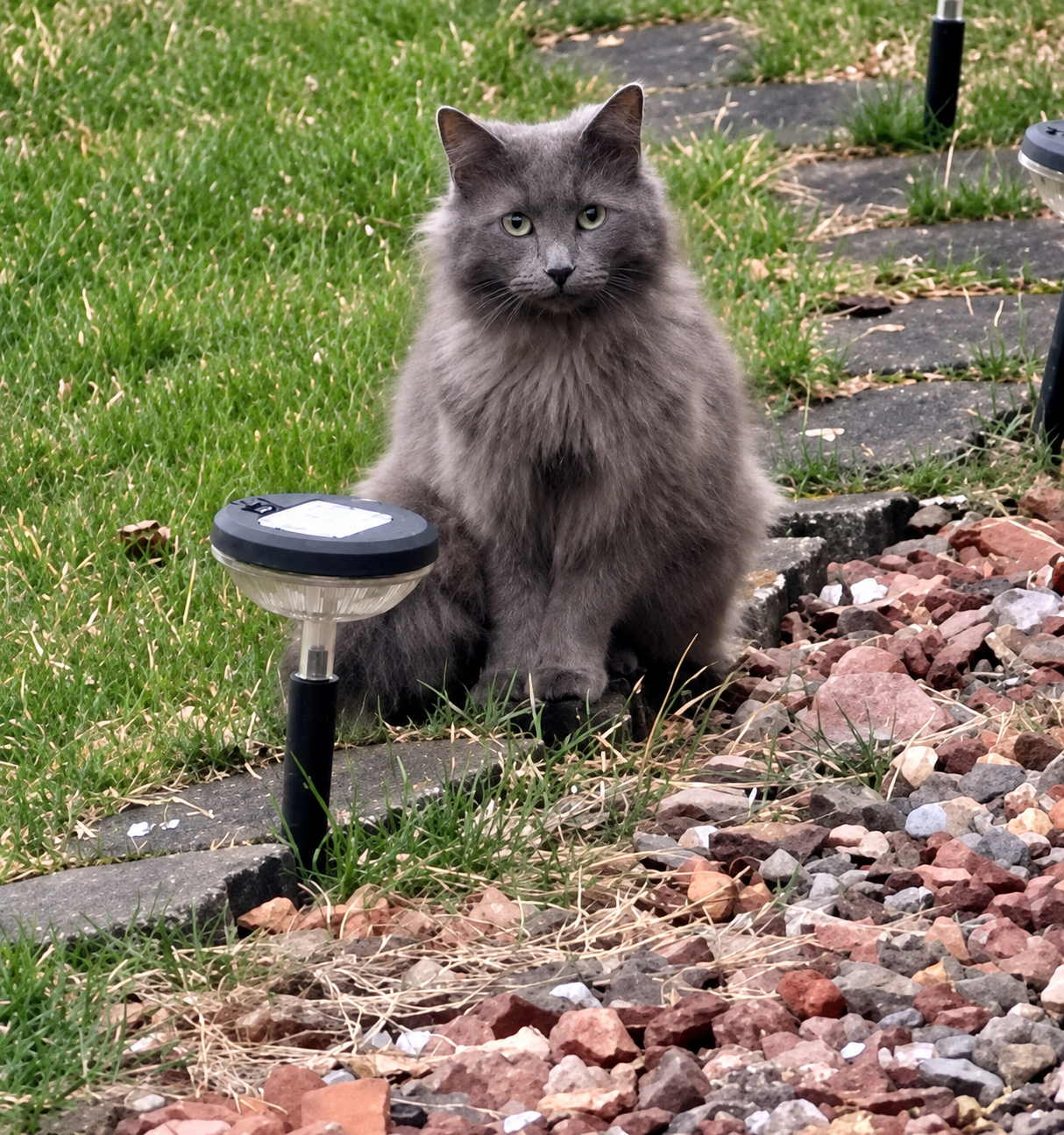 Help Our Outdoor Cats Survive a Michigan Winter campaign photo, 4 of 8