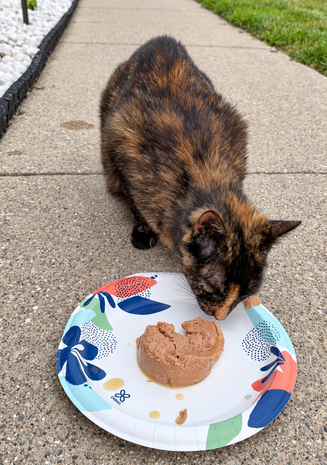 Help Our Outdoor Cats Survive a Michigan Winter campaign photo, 5 of 8