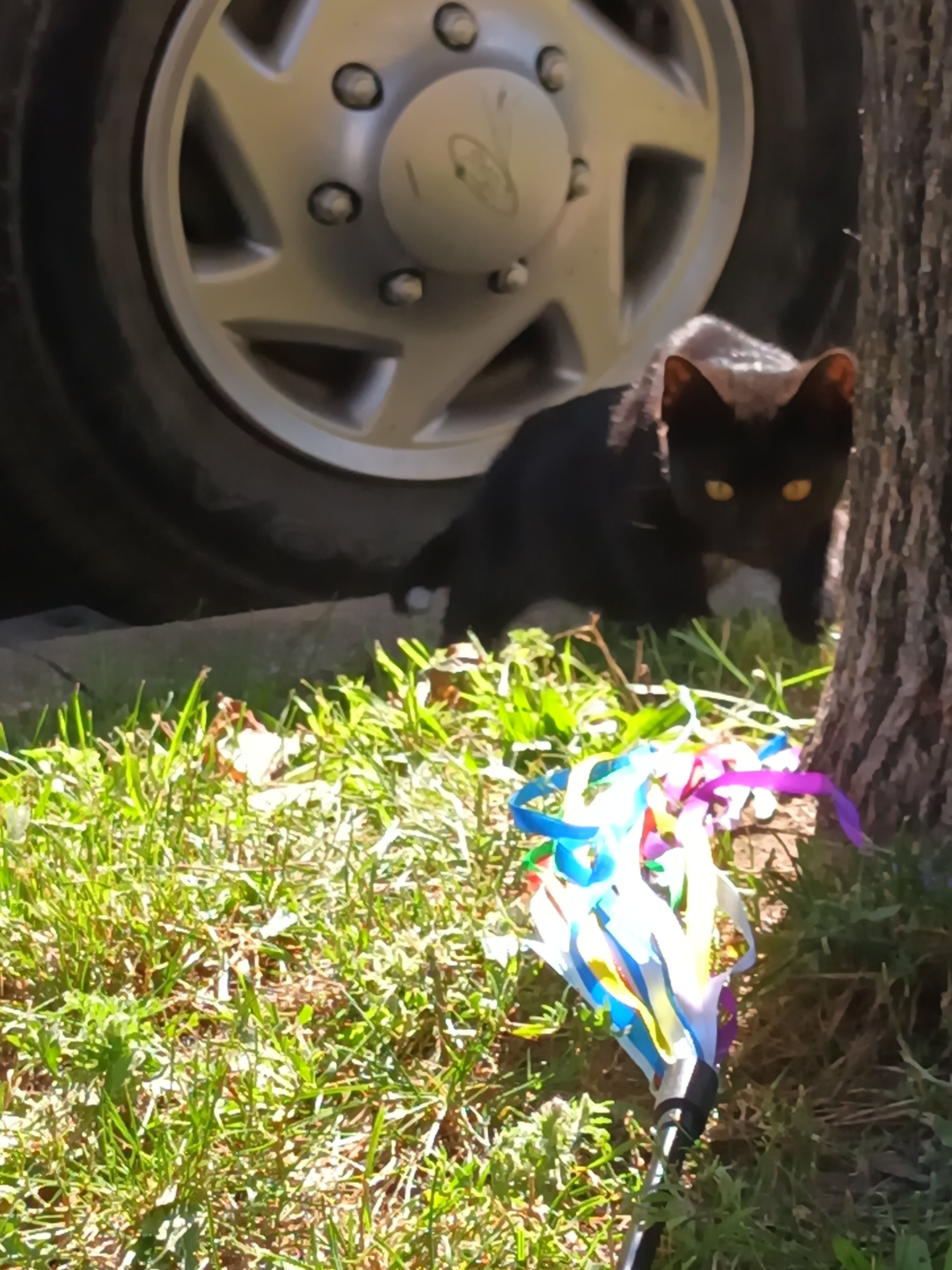 Abandoned Kittens - Lil Dip & Shy Baldwin campaign photo, 7 of 8