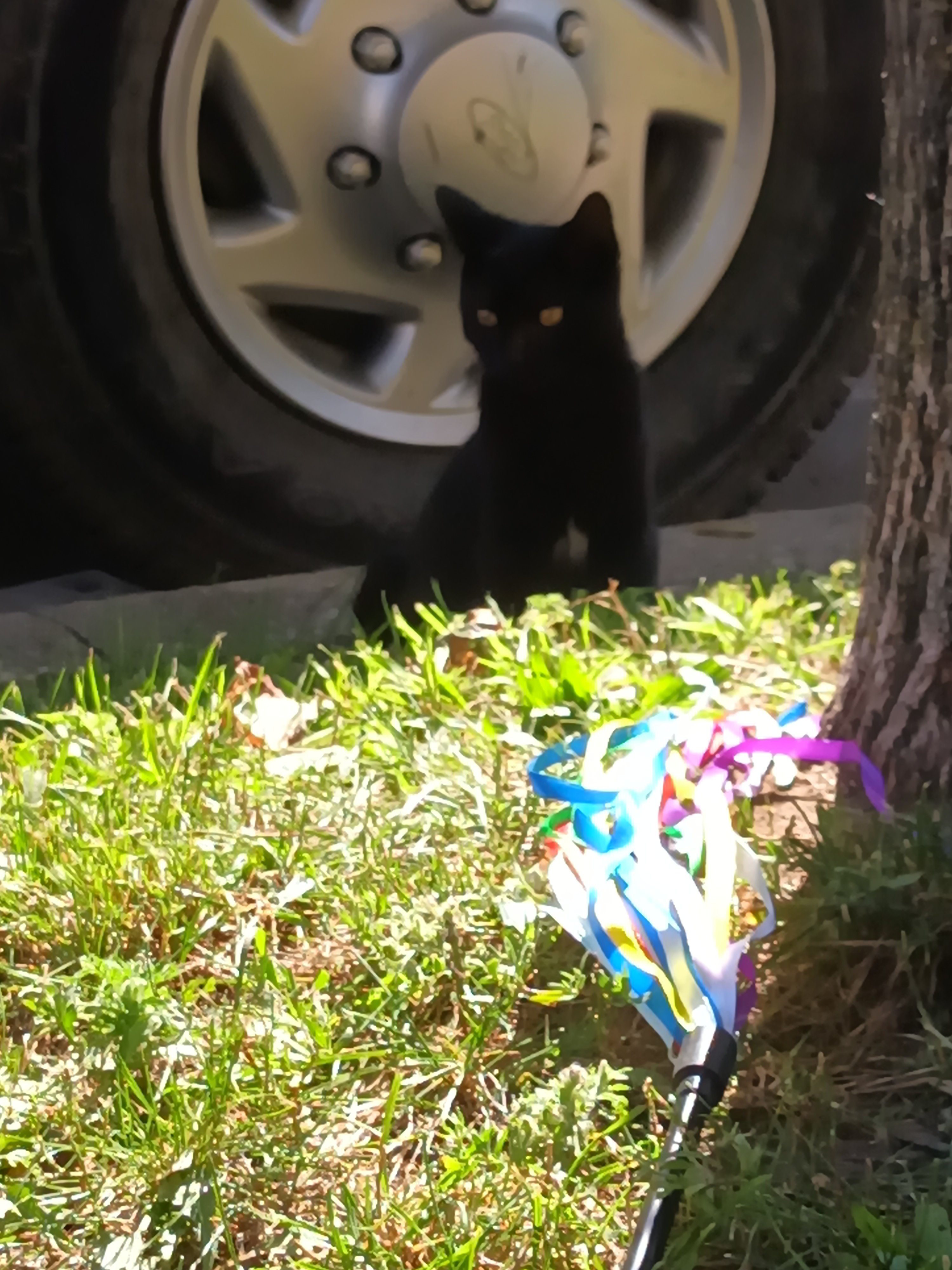 Abandoned Kittens - Lil Dip & Shy Baldwin campaign photo, 5 of 8