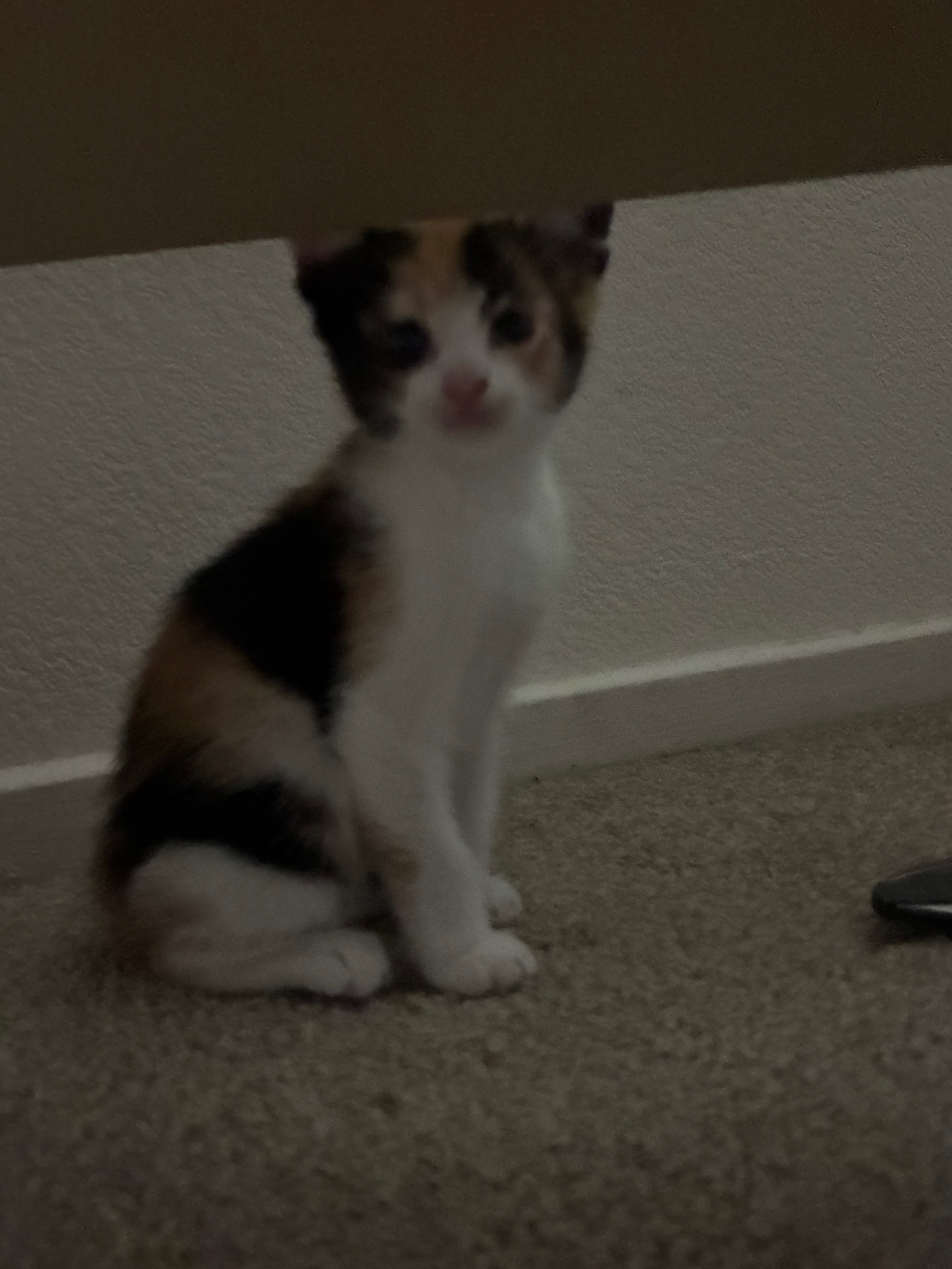 Support Pumpkin’s Fight Against Leukemia (FeLV) campaign photo, 2 of 9