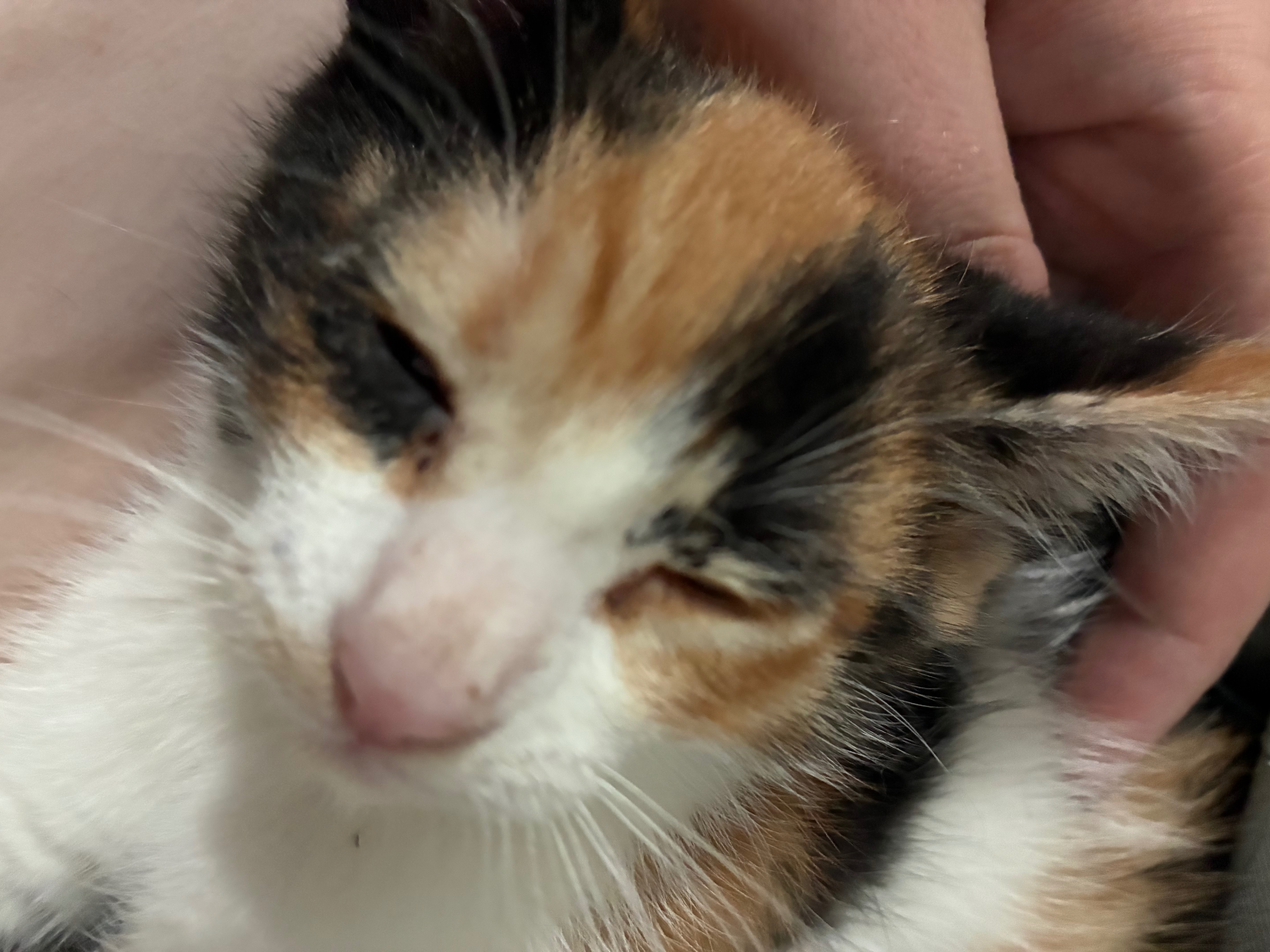 Support Pumpkin’s Fight Against Leukemia (FeLV) campaign photo, 4 of 9