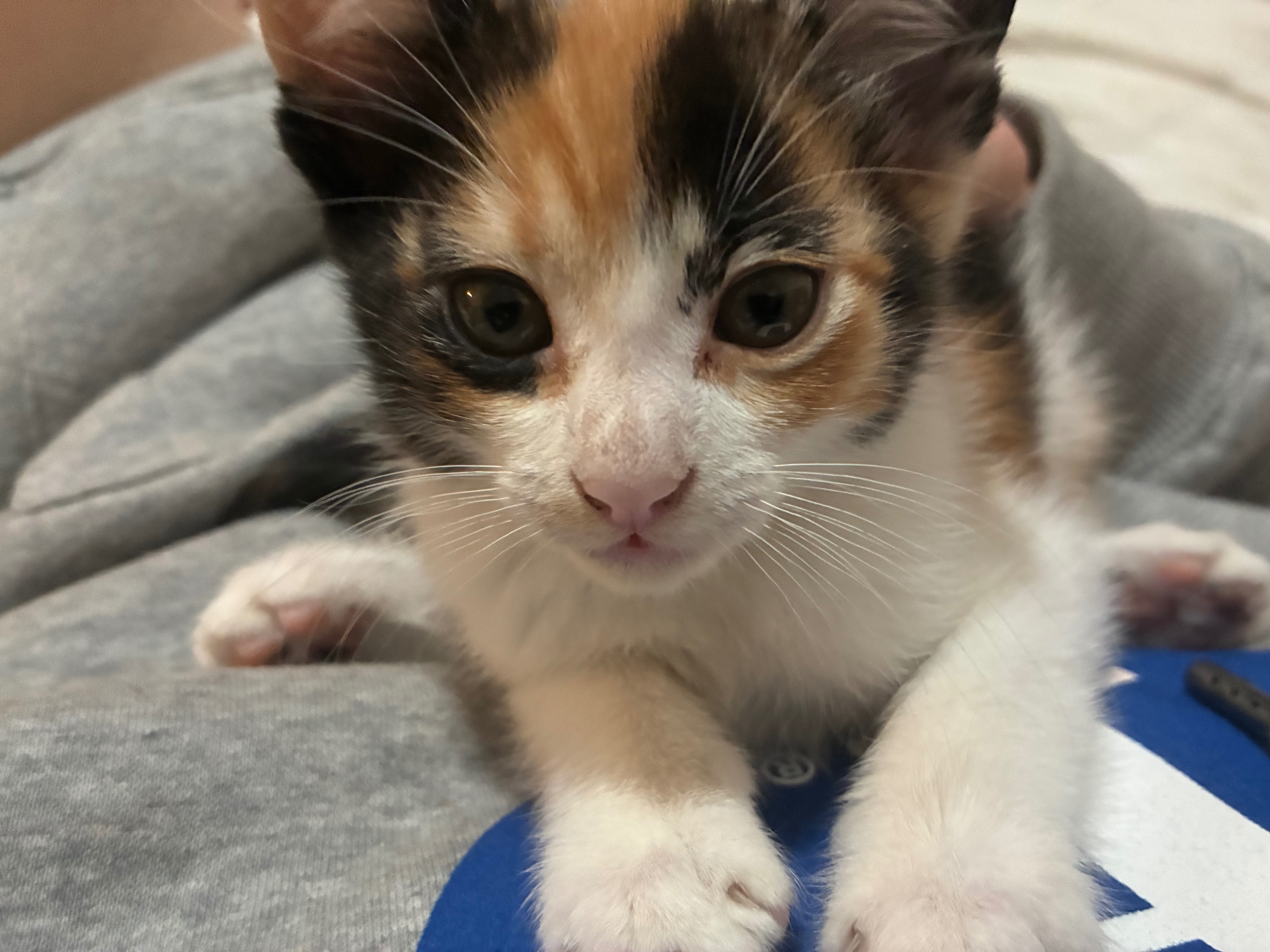 Support Pumpkin’s Fight Against Leukemia (FeLV) campaign photo, 5 of 9