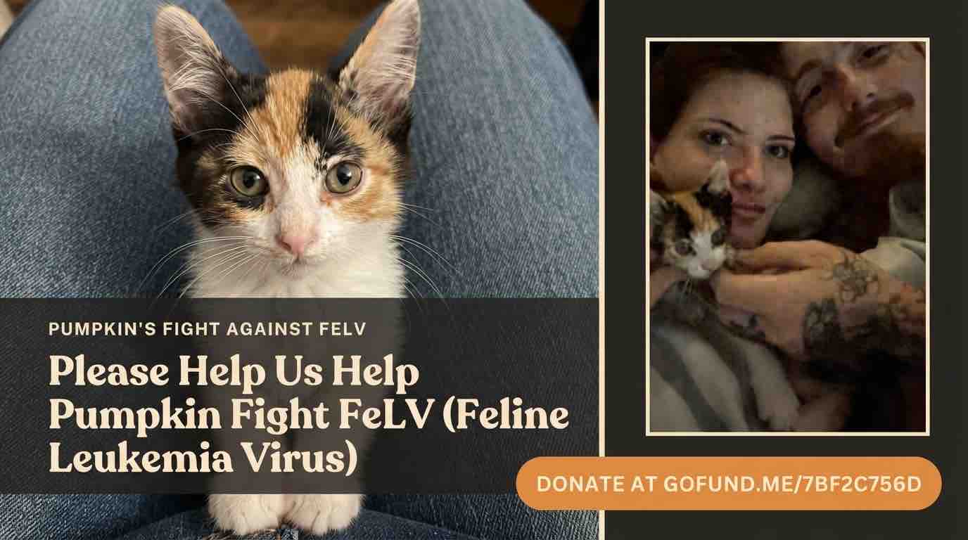 Support Pumpkin’s Fight Against Leukemia (FeLV) campaign photo, 6 of 9