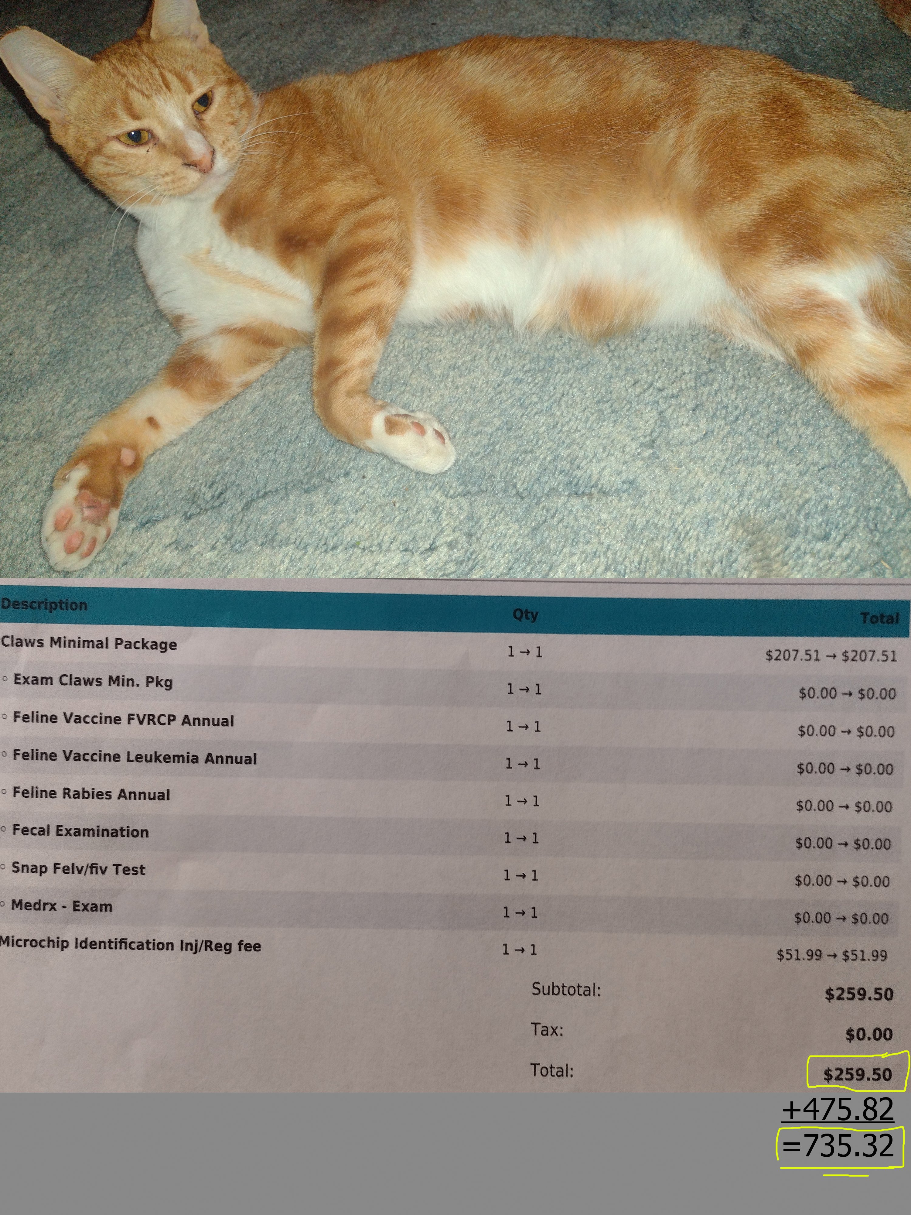 Support 2 brain cells: Pixie and Cheese have vet expenses campaign photo, 4 of 5