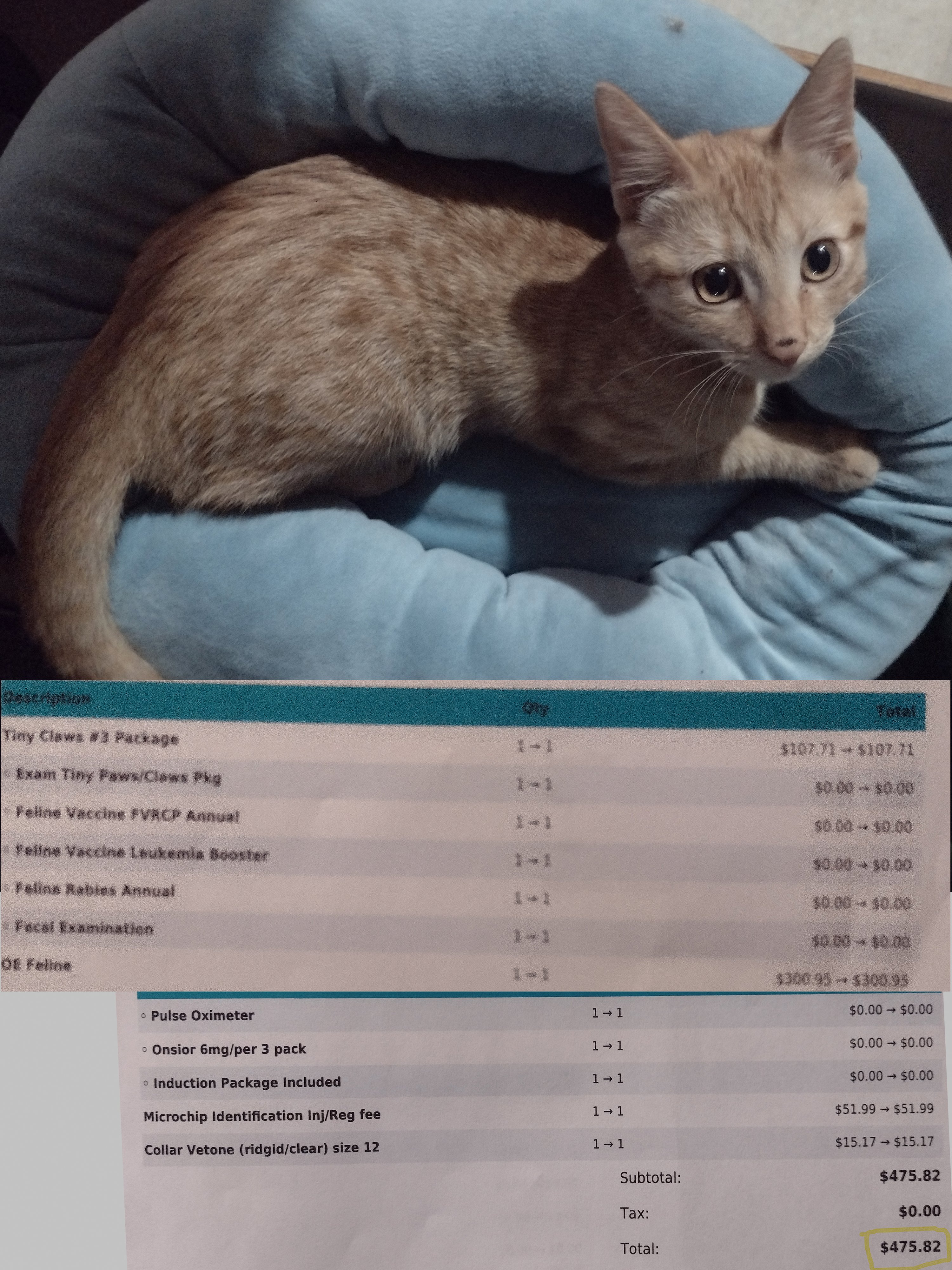 Support 2 brain cells: Pixie and Cheese have vet expenses campaign photo, 2 of 5