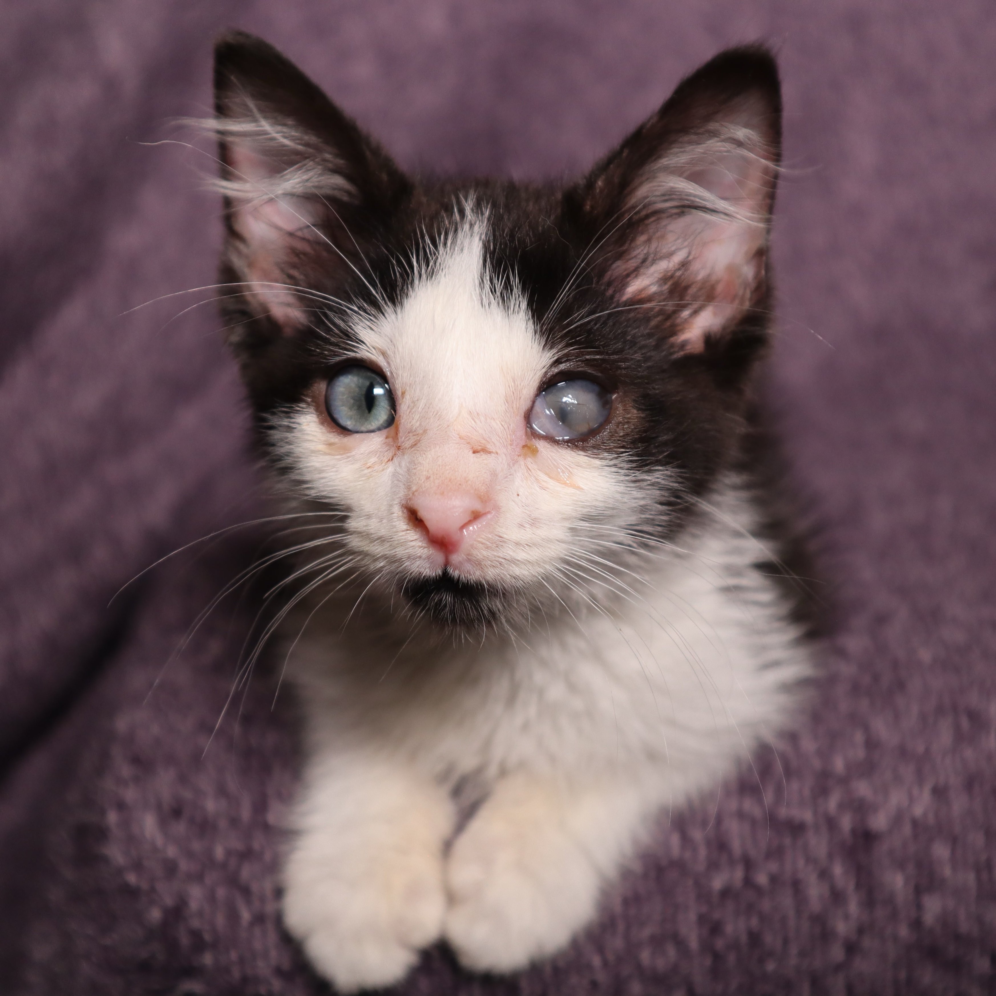 Support Spade’s Urgent Vet Care campaign photo, 2 of 6