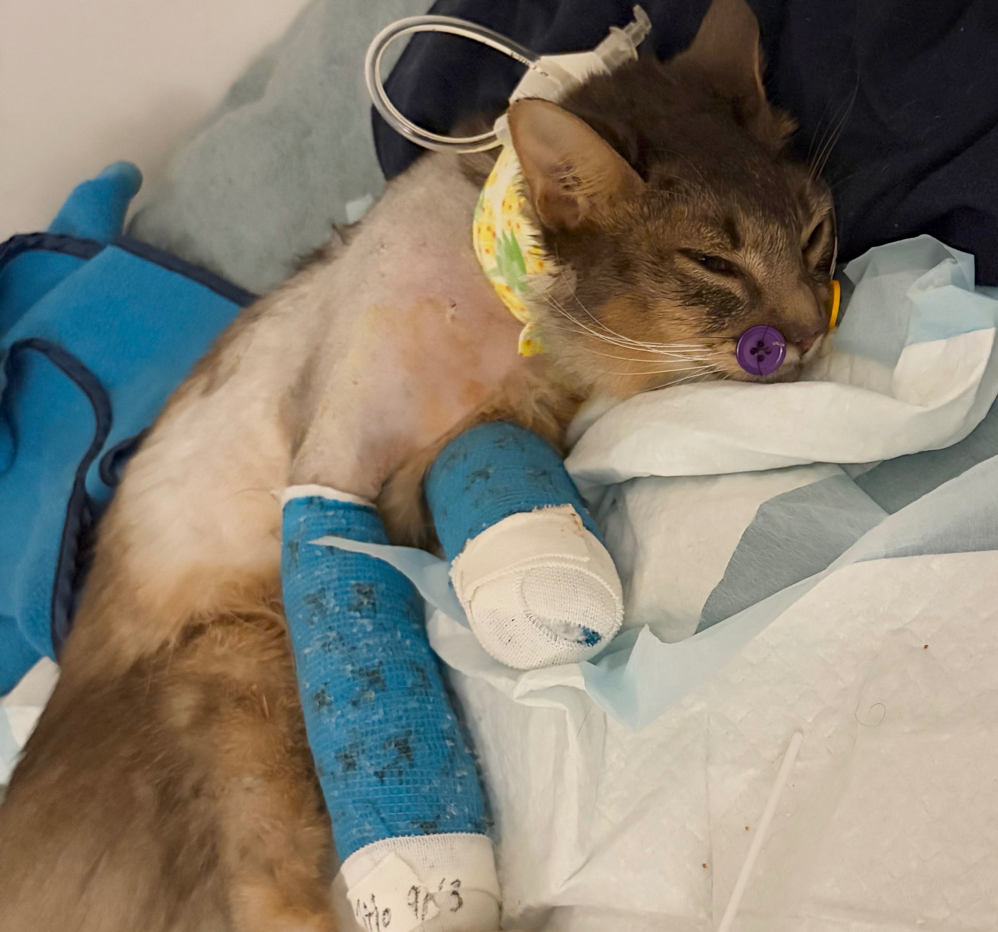 Lapis survived a 10 story fall. Please help bring him home. campaign photo, 7 of 8