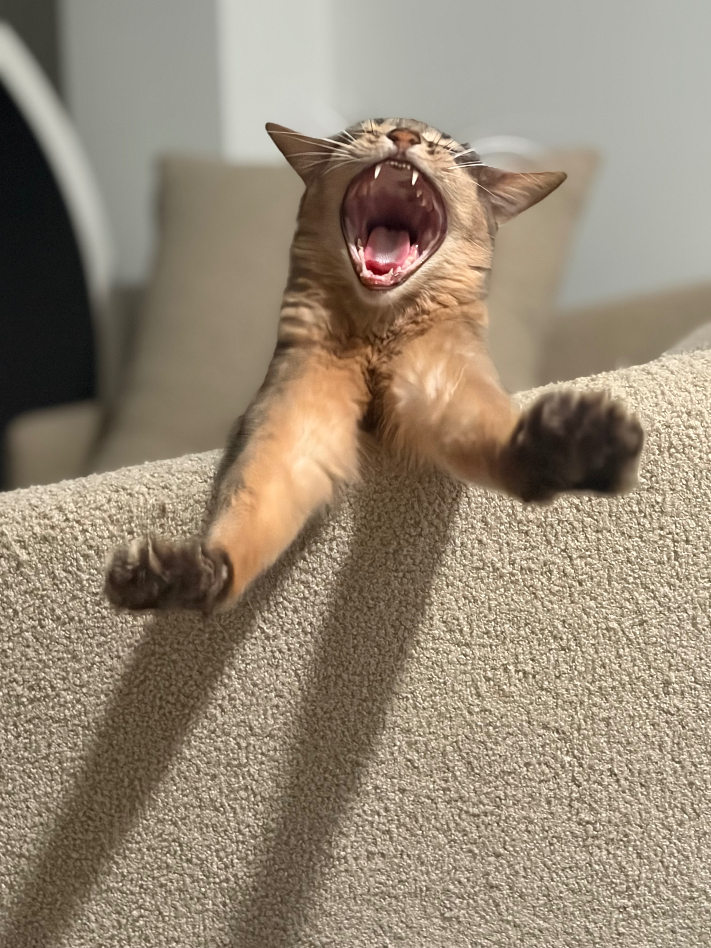 Lapis survived a 10 story fall. Please help bring him home. campaign photo, 2 of 8