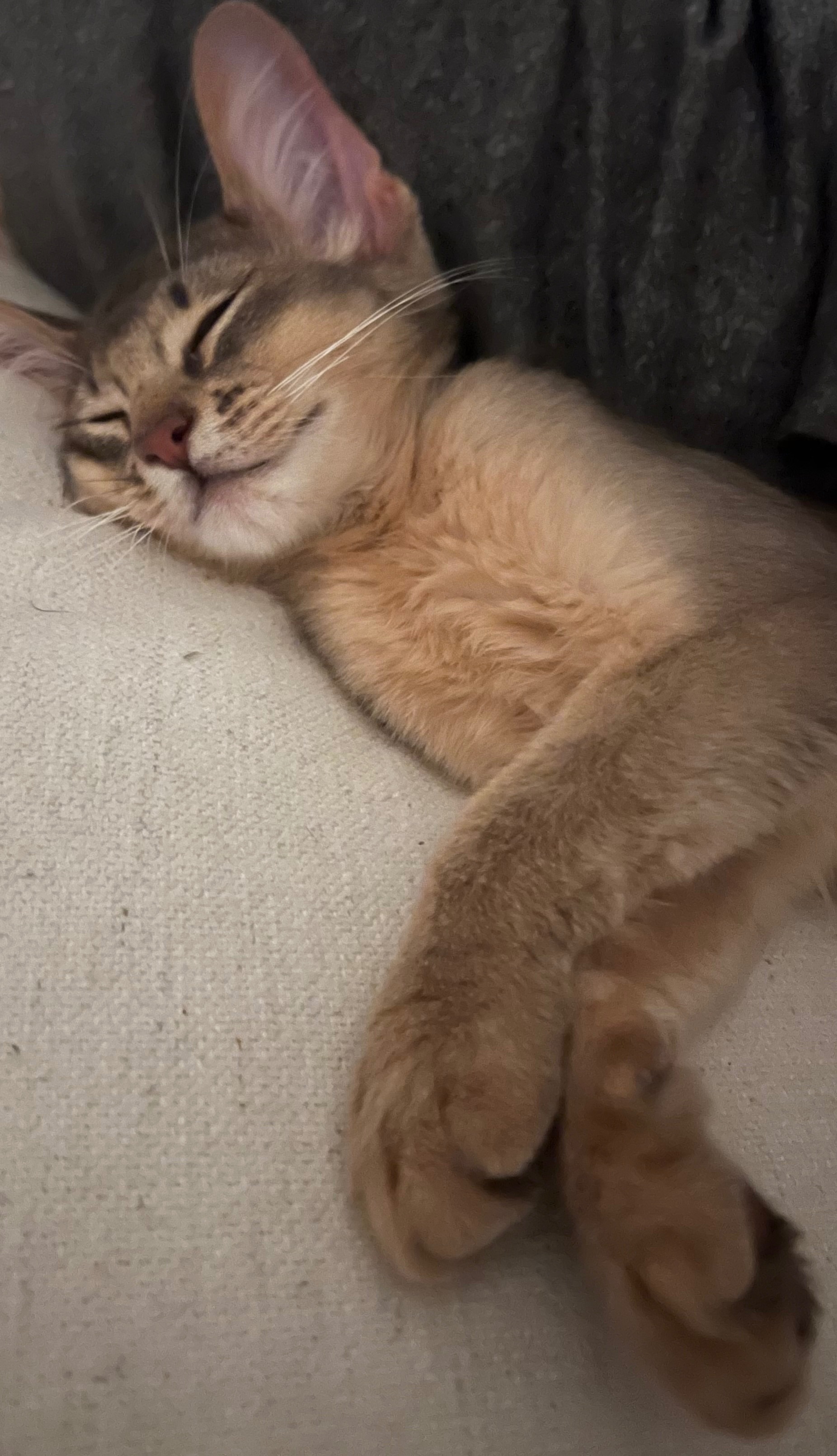 Lapis survived a 10 story fall. Please help bring him home. campaign photo, 4 of 8