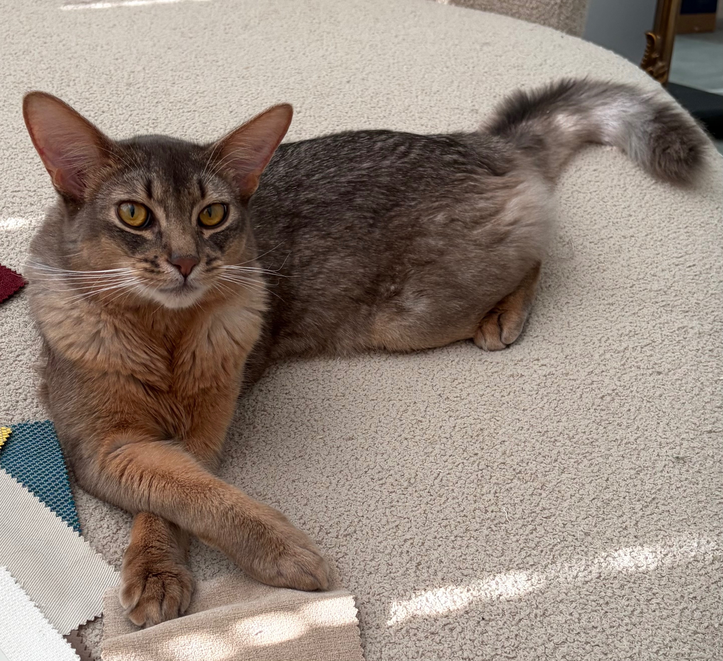 Lapis survived a 10 story fall. Please help bring him home. campaign photo, 5 of 8