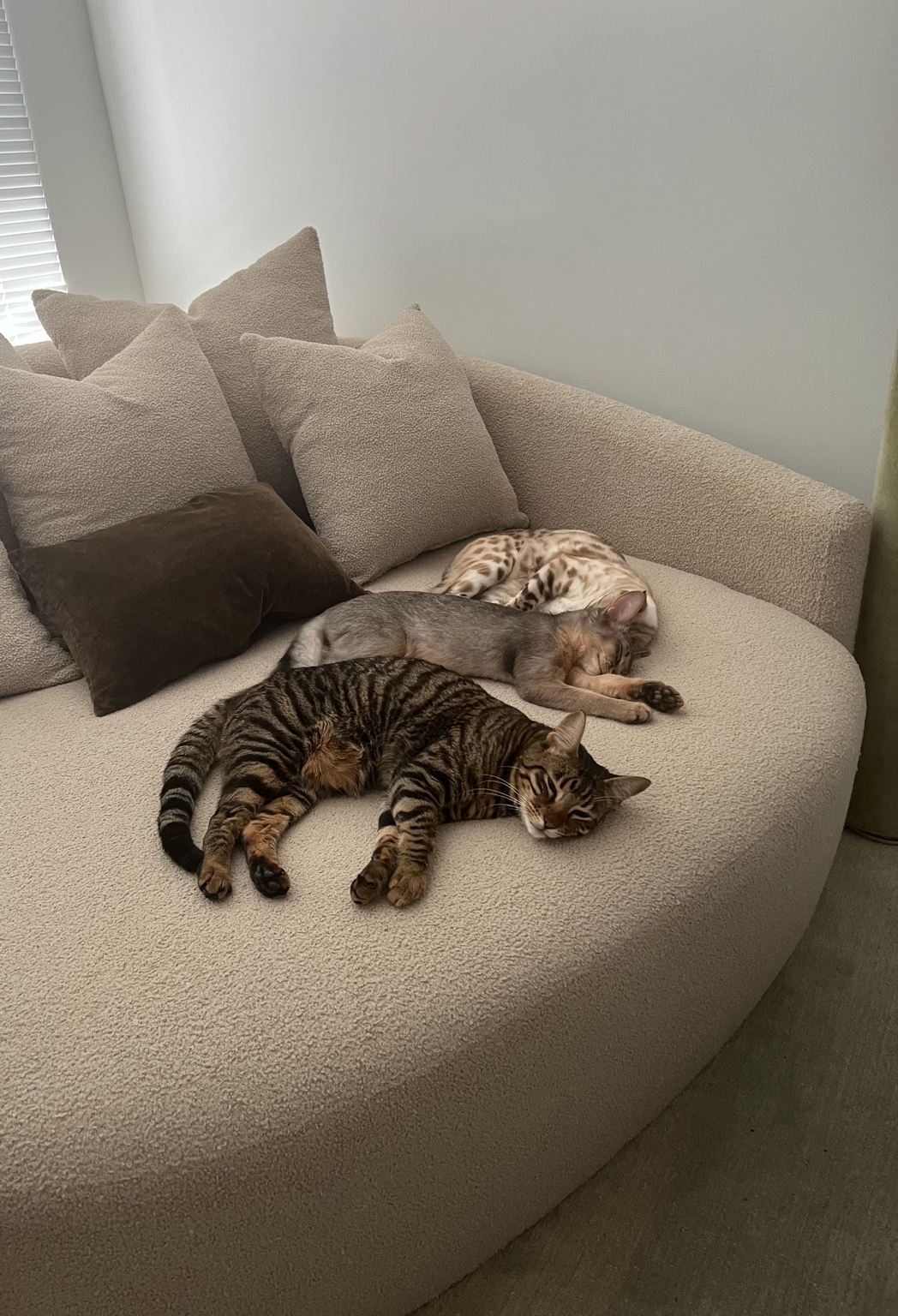 Lapis survived a 10 story fall. Please help bring him home. campaign photo, 6 of 8
