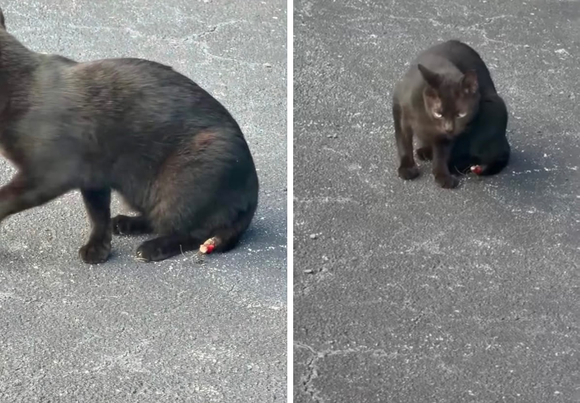 Help Christina save Miami’s most vulnerable cats campaign photo, 2 of 3