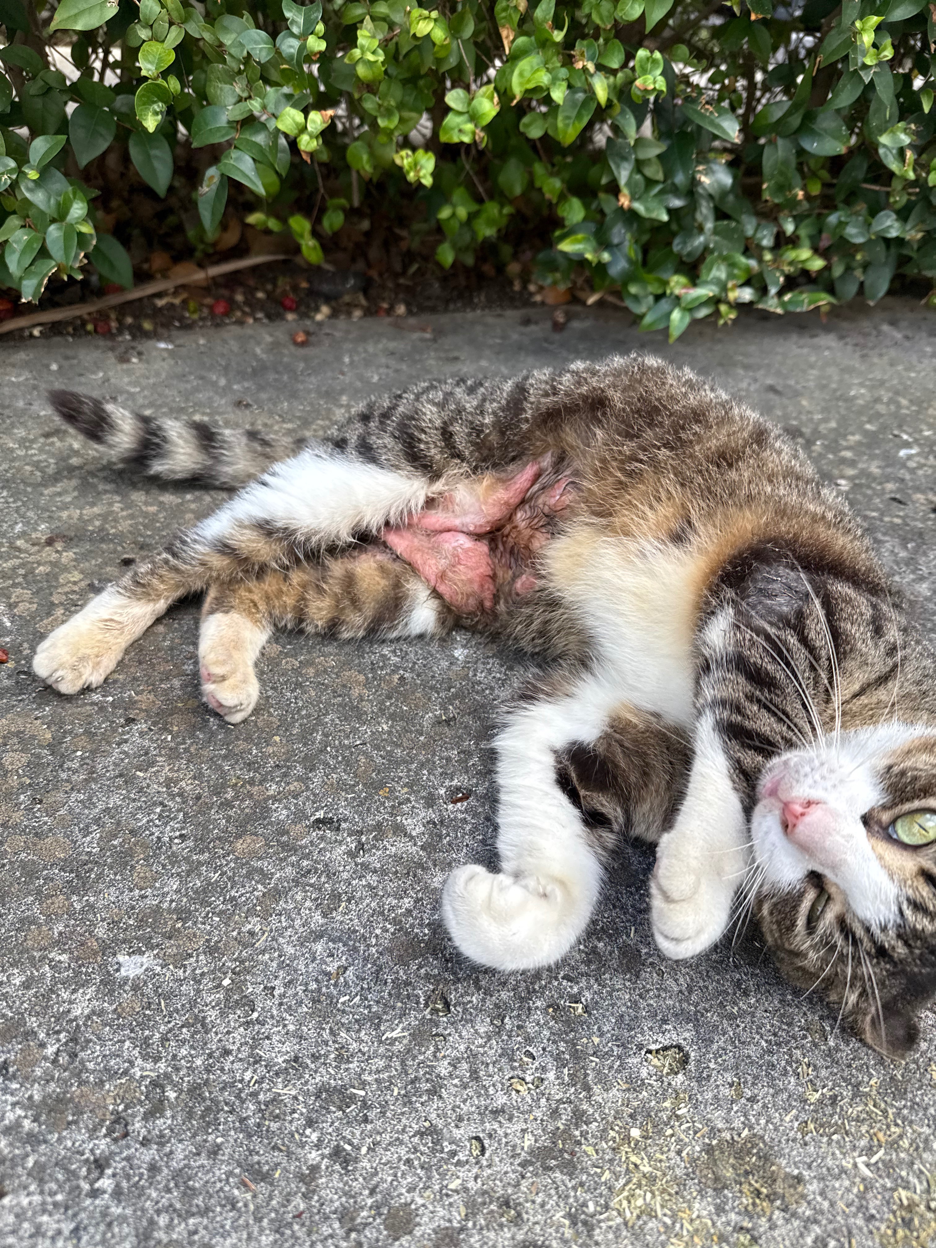 Help Christina save Miami’s most vulnerable cats campaign photo, 1 of 3