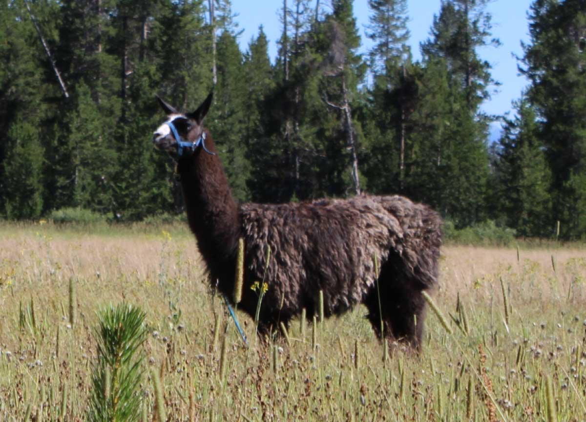 Bring Smokey Home from Wyoming Backcountry campaign photo, 5 of 6