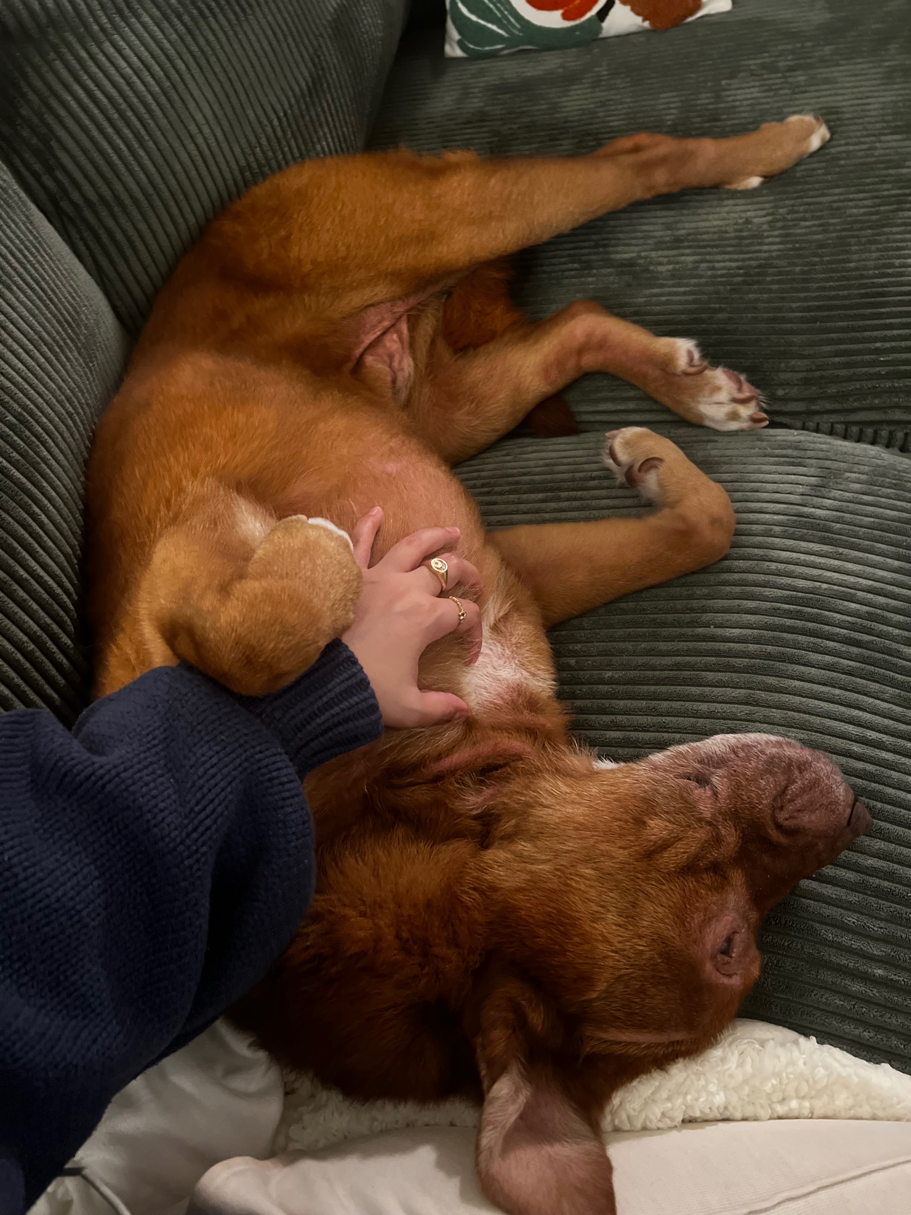 Help Charlie Get Lifesaving Immunotherapy campaign photo, 6 of 8