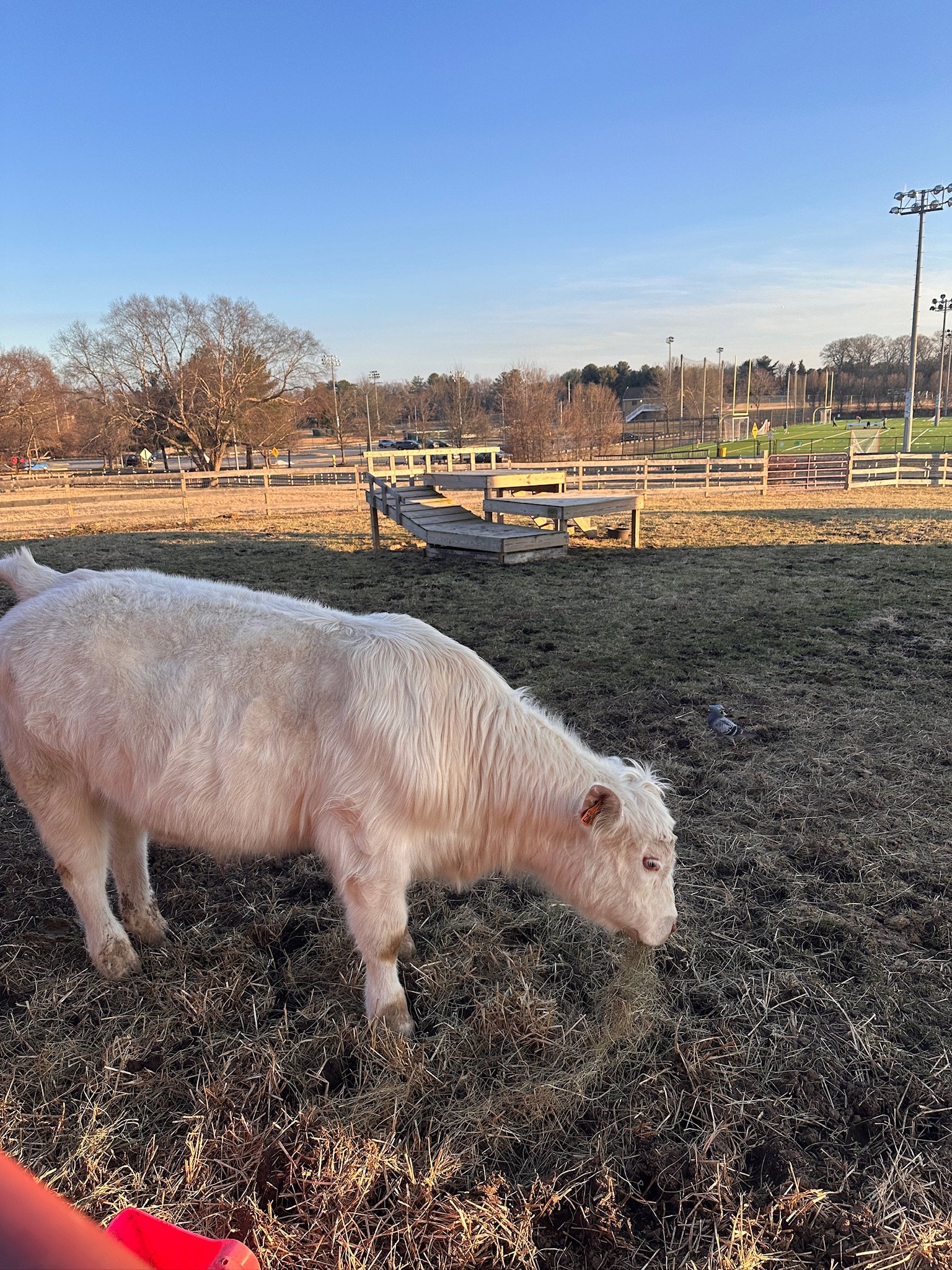 Save Carl: The Kinder Farm Park Steer, Sold Saturday campaign photo, 6 of 7