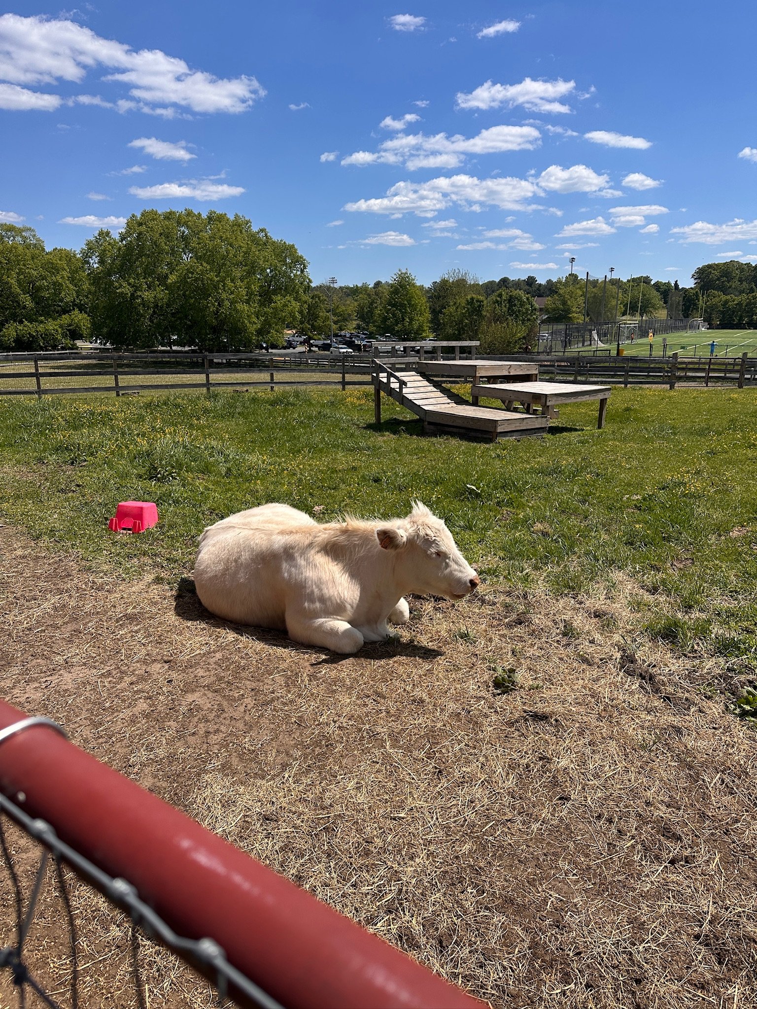 Save Carl: The Kinder Farm Park Steer, Sold Saturday campaign photo, 2 of 7
