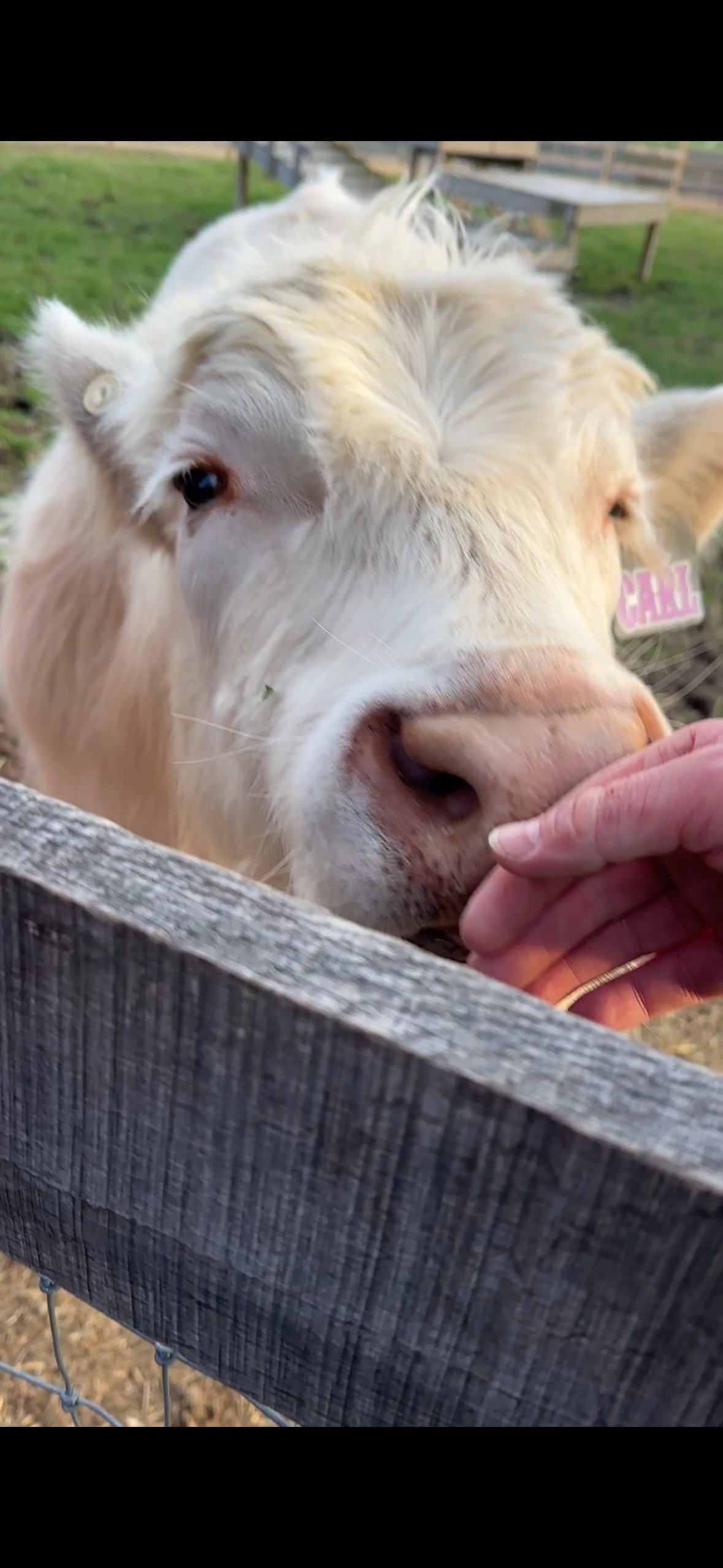 Save Carl: The Kinder Farm Park Steer, Sold Saturday campaign photo, 4 of 7