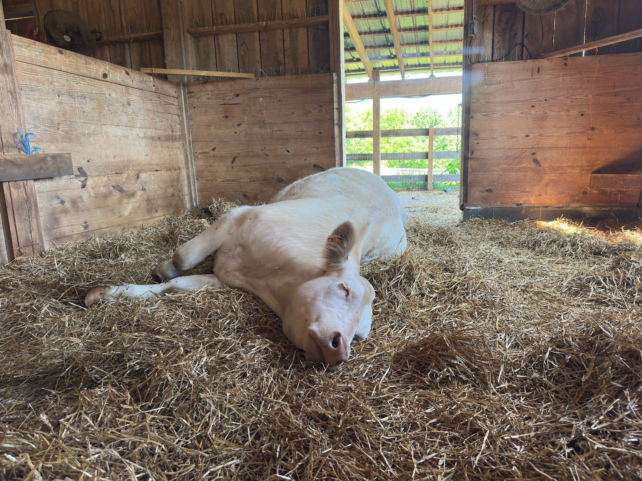 Save Carl: The Kinder Farm Park Steer, Sold Saturday campaign photo, 5 of 7