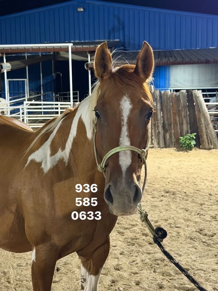 Saving A Gentle Pregnant Mare From Killpen campaign photo, 6 of 7
