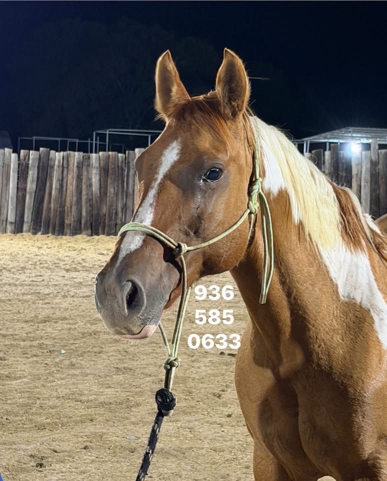 Saving A Gentle Pregnant Mare From Killpen campaign photo, 4 of 7