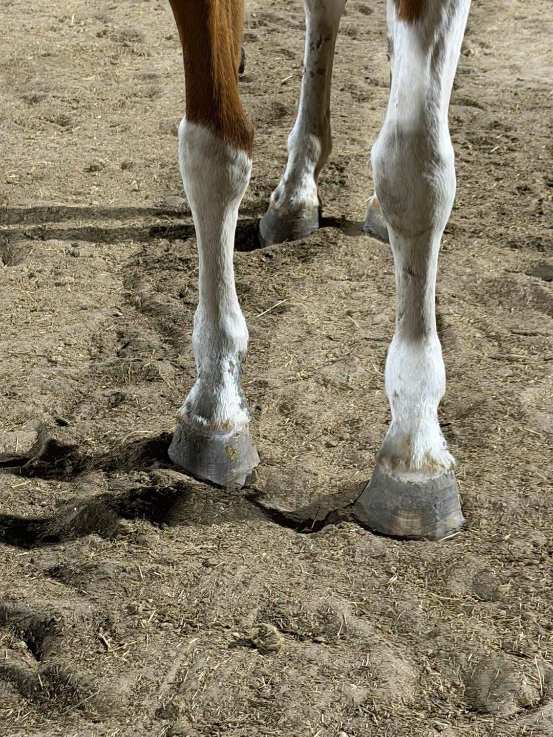 Saving A Gentle Pregnant Mare From Killpen campaign photo, 5 of 7