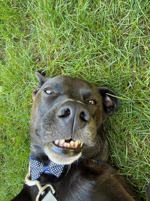 Support for Murphy in Lieu of Euthanasia campaign photo, 2 of 8