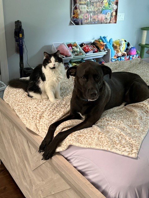 Support for Murphy in Lieu of Euthanasia campaign photo, 4 of 8